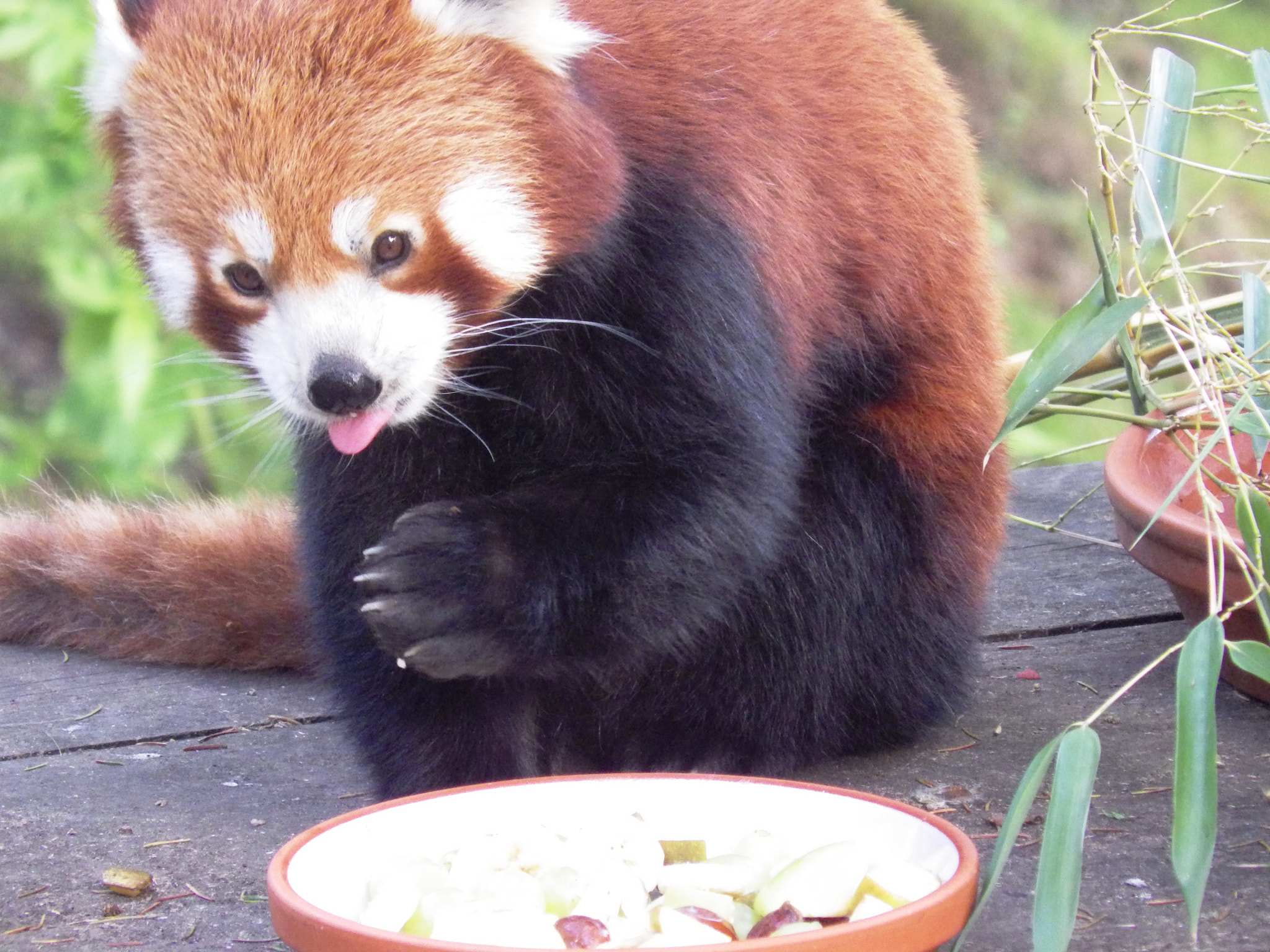 Pentax X-5 sample photo. Panda roux .... tire la langue photography