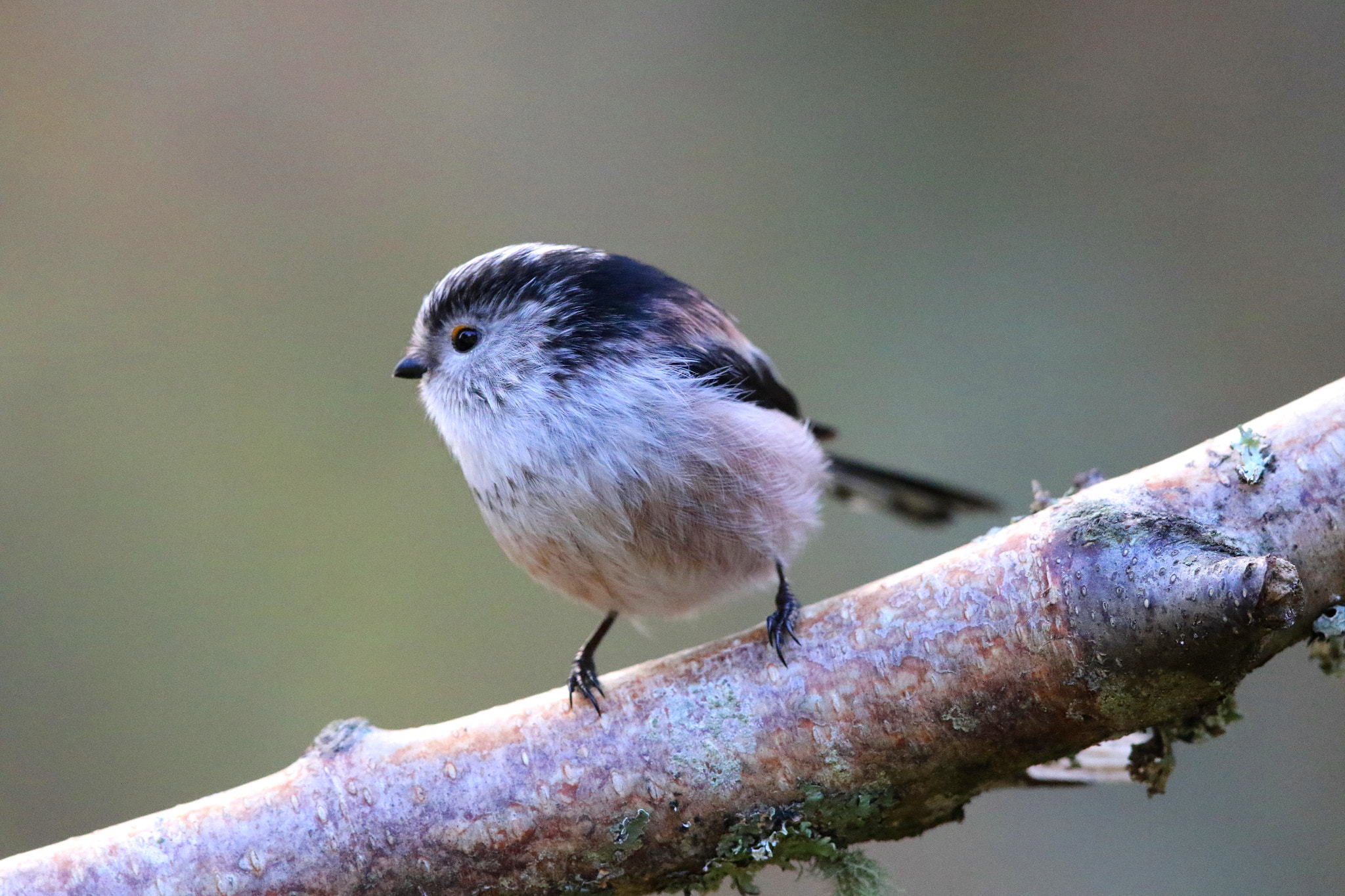 Canon EF 500mm F4L IS II USM sample photo. Long tailed tit photography