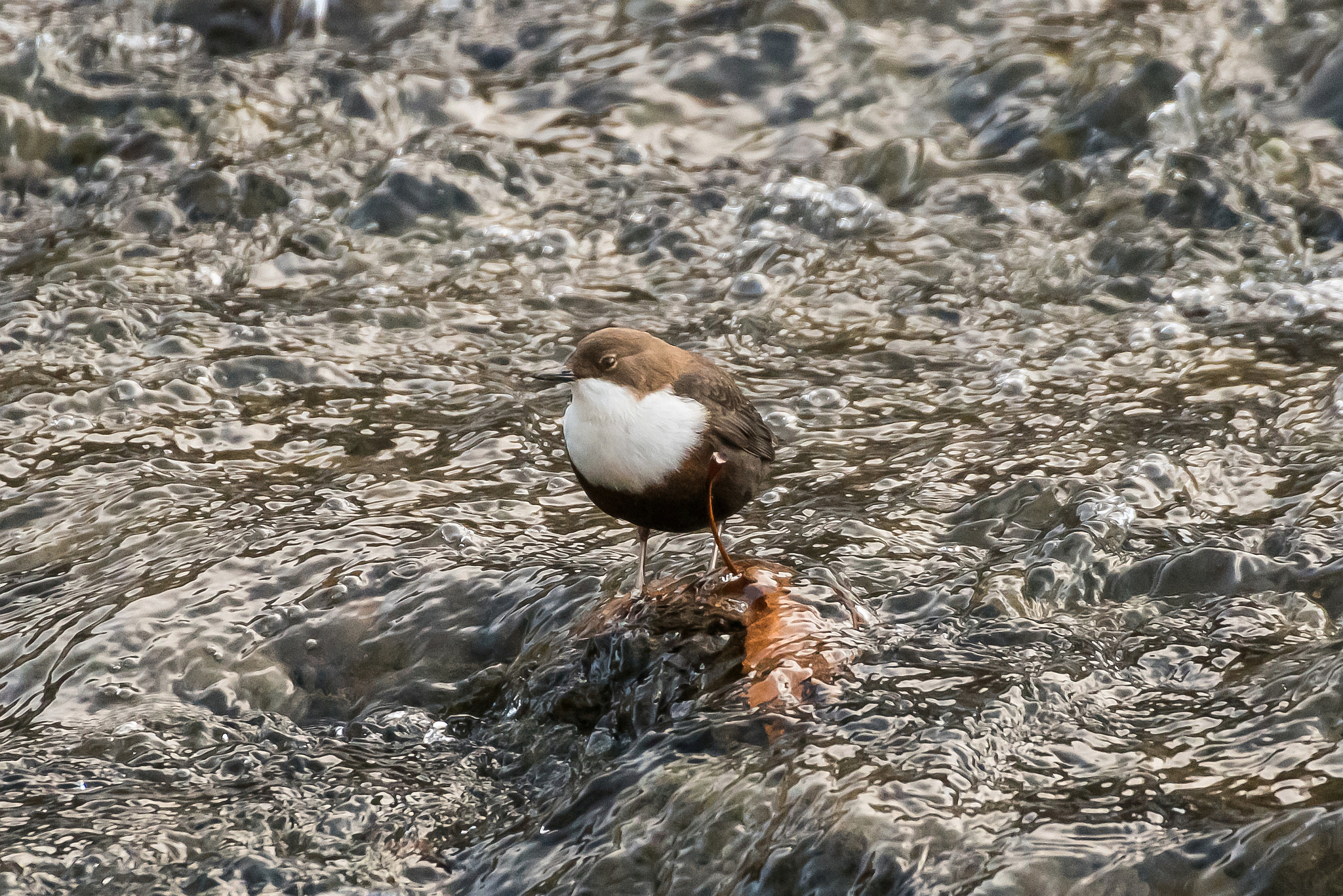 Sigma 50-500mm F4.5-6.3 DG OS HSM sample photo. Water bird photography