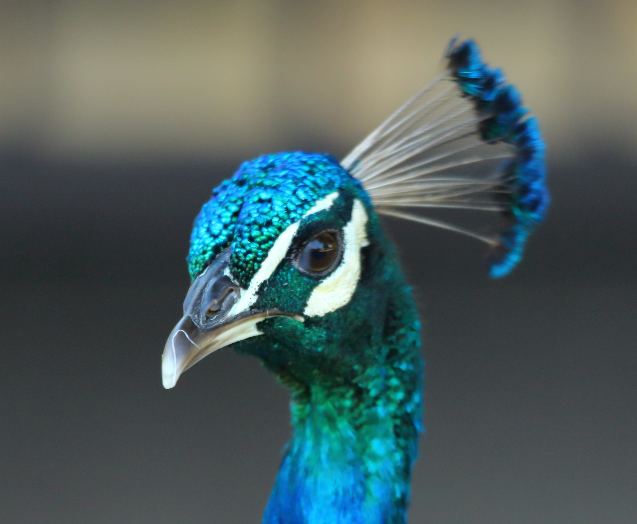 Sigma 150-500mm F5-6.3 DG OS HSM sample photo. Indian peafowl photography