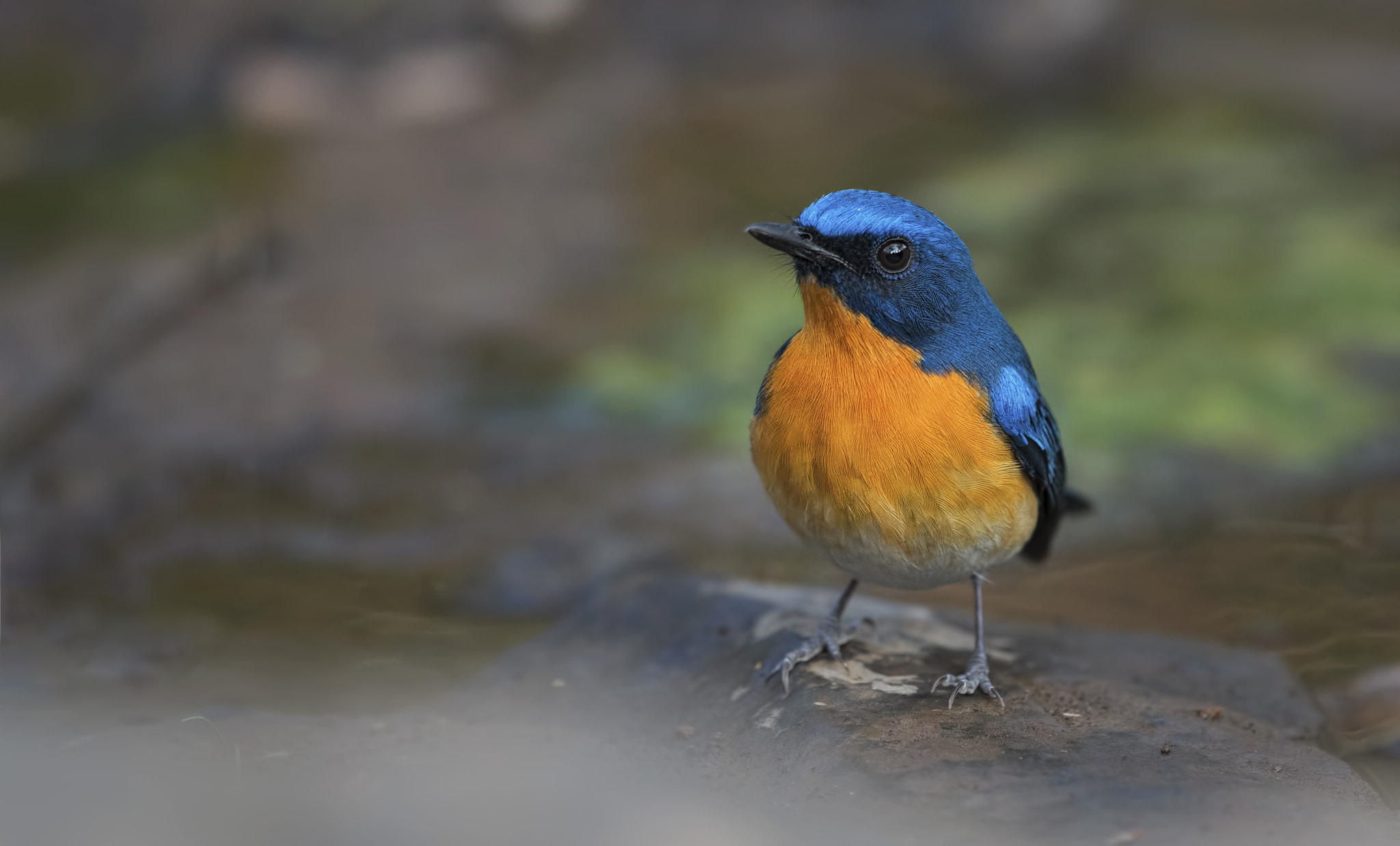 Nikon D750 + Nikon AF-S Nikkor 500mm F4G ED VR sample photo. Tickell's blue flycatcher photography