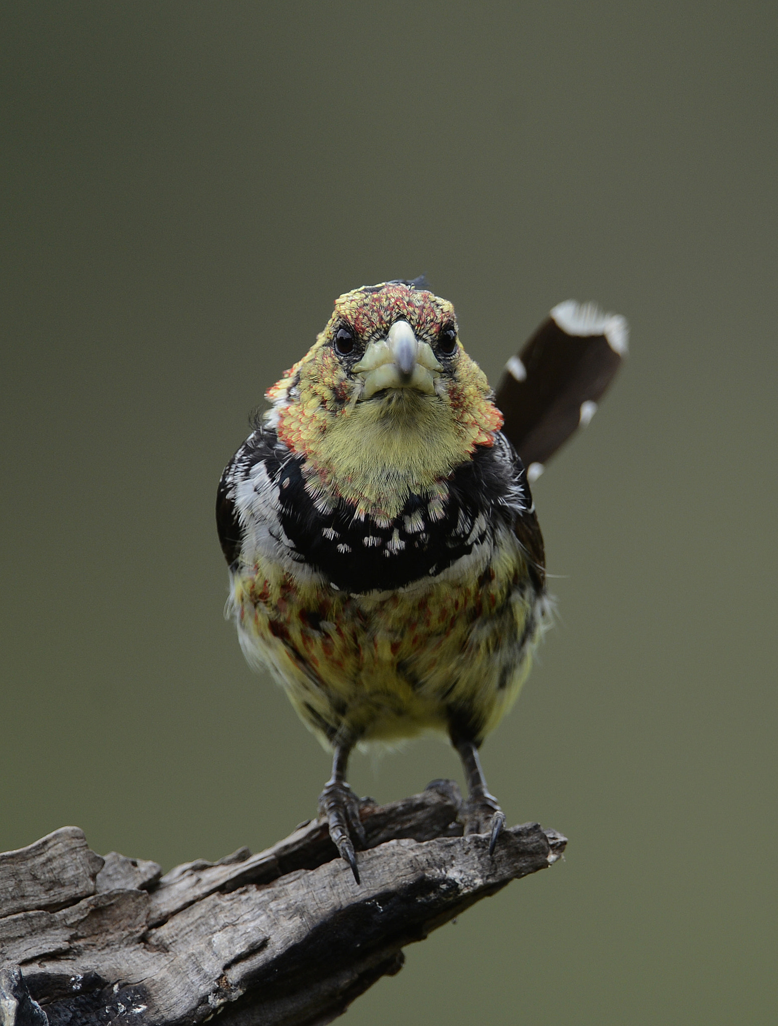 Nikon D4 + Nikon AF-S Nikkor 600mm F4G ED VR sample photo. Here's looking at you !! photography