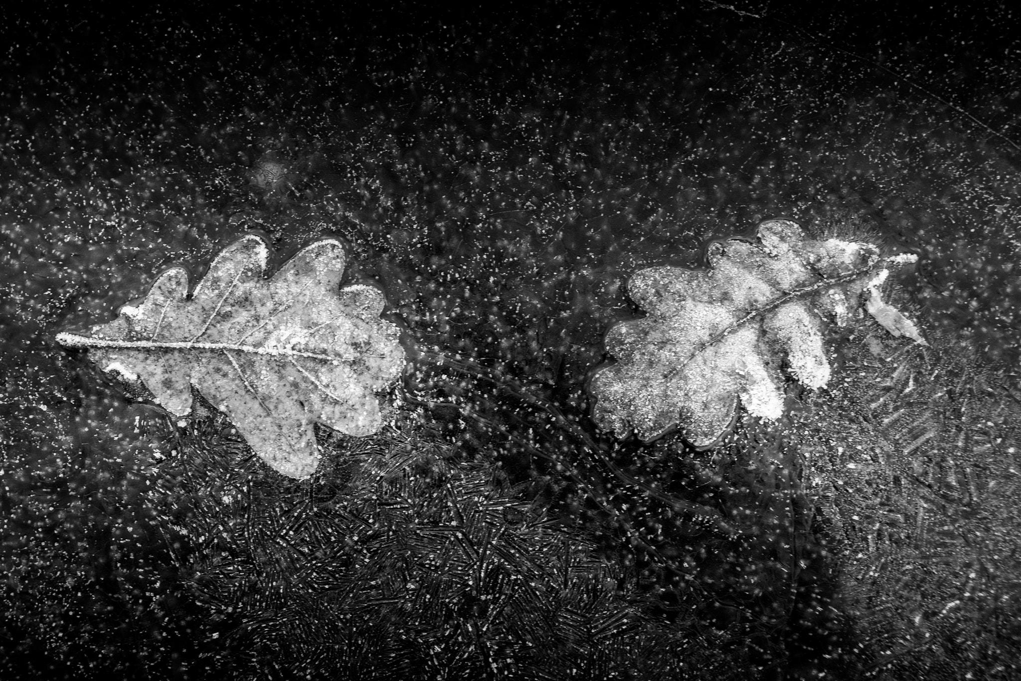 Canon EOS 60D + Canon EF 28mm F2.8 sample photo. Leaves in ice photography