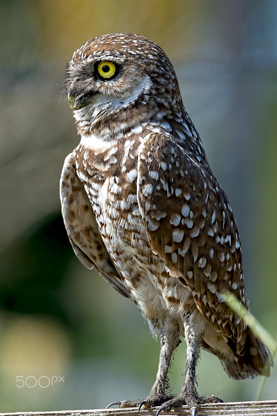 Nikon D800E sample photo. Burrowing owl photography