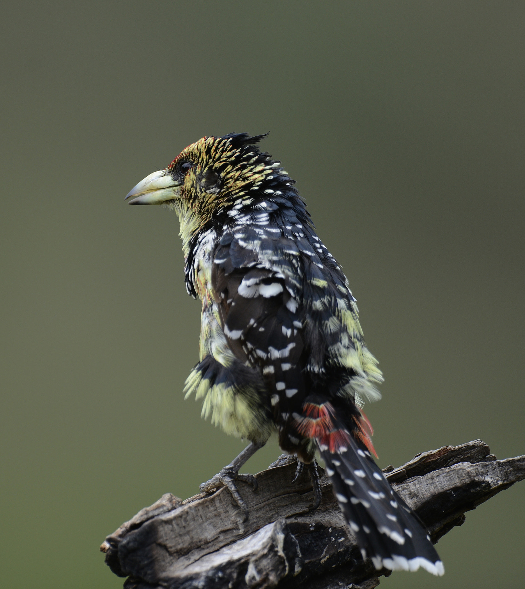 Nikon D4 + Nikon AF-S Nikkor 600mm F4G ED VR sample photo. Crested barbet photography