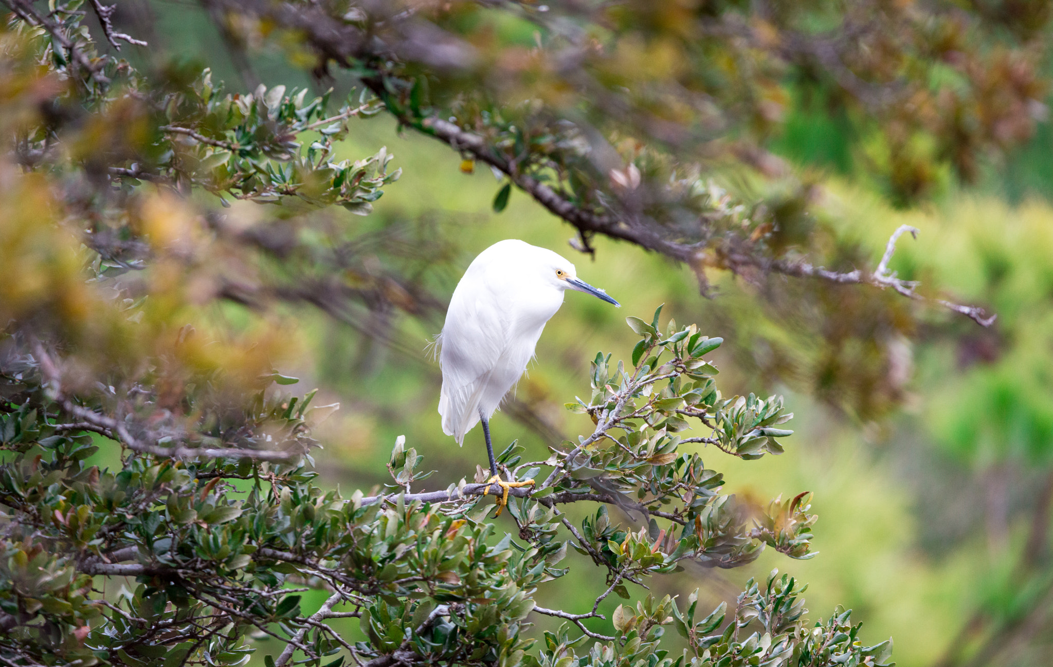 Sigma 150-600mm F5-6.3 DG OS HSM | C sample photo. Hidden photography