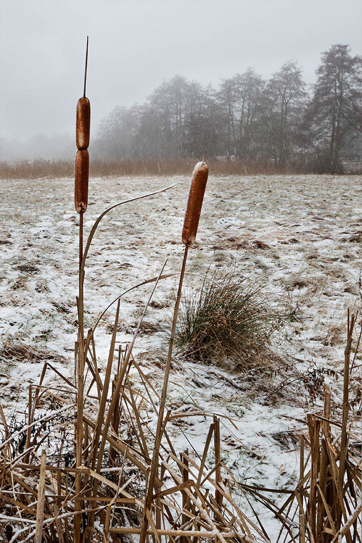 Canon EF 16-35mm F2.8L II USM sample photo. Bullrush photography