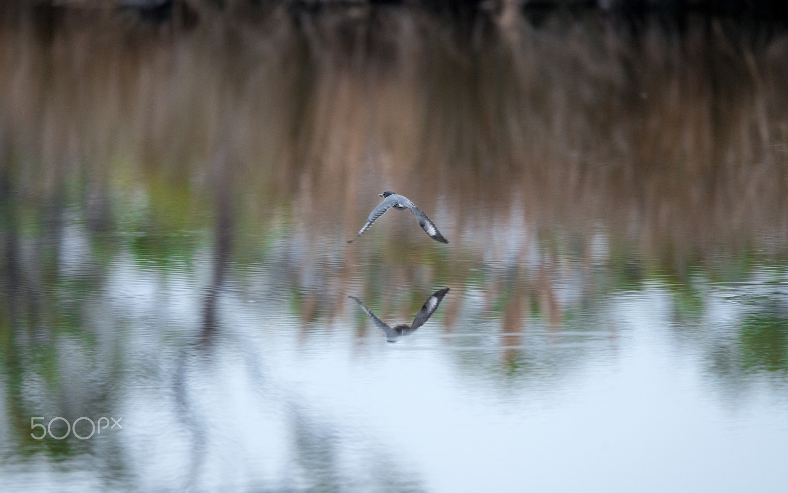 Sigma 150-600mm F5-6.3 DG OS HSM | C sample photo. Reflection photography
