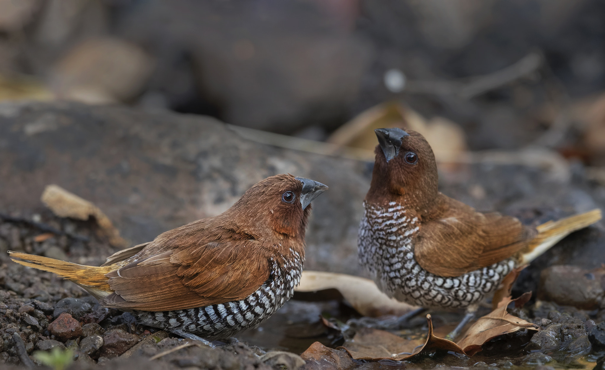 Nikon D750 + Nikon AF-S Nikkor 500mm F4G ED VR sample photo. Scaly-breasted munia photography