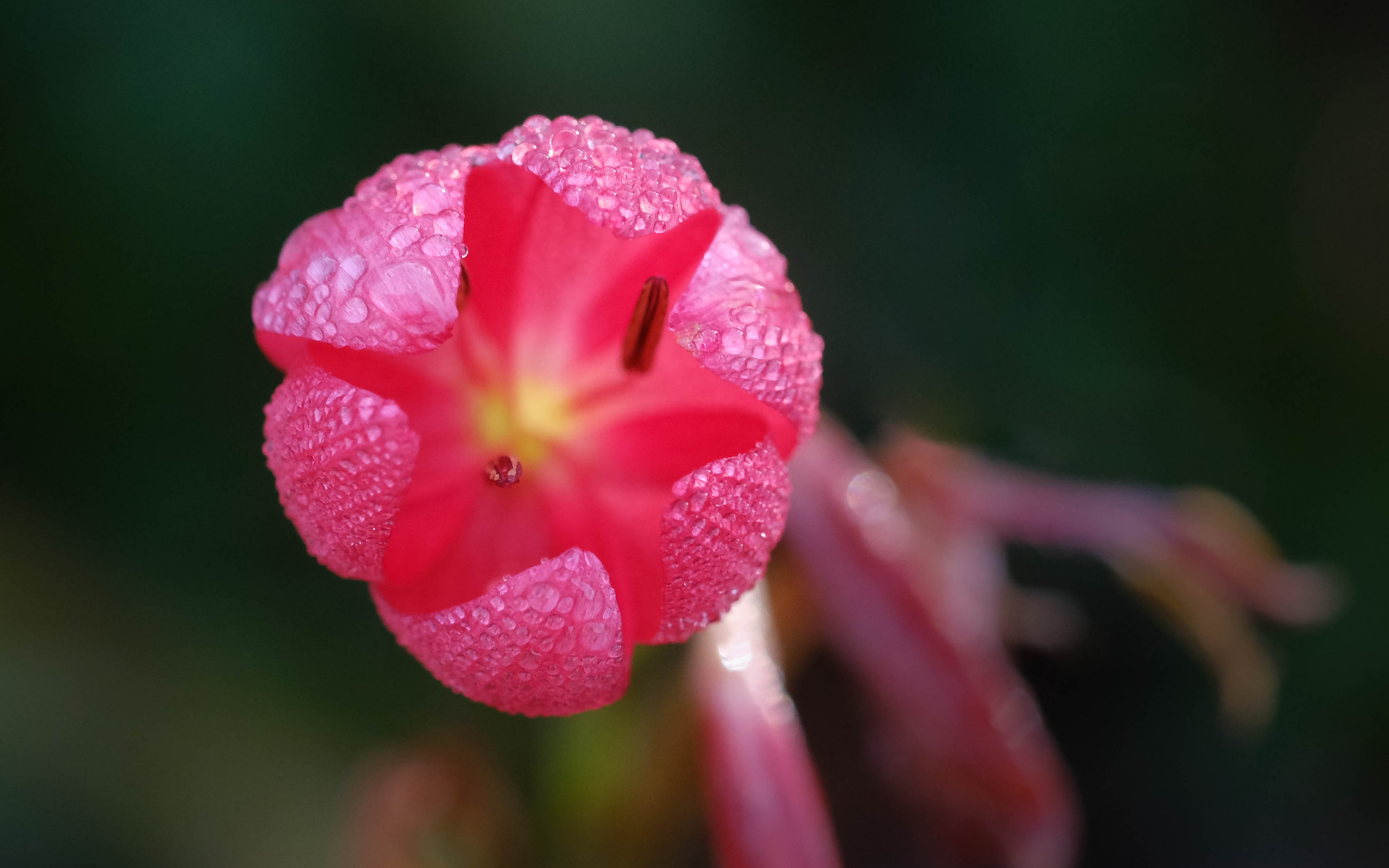 Fujifilm X-Pro2 + Fujifilm XF 60mm F2.4 R Macro sample photo. Mon jardin secret photography