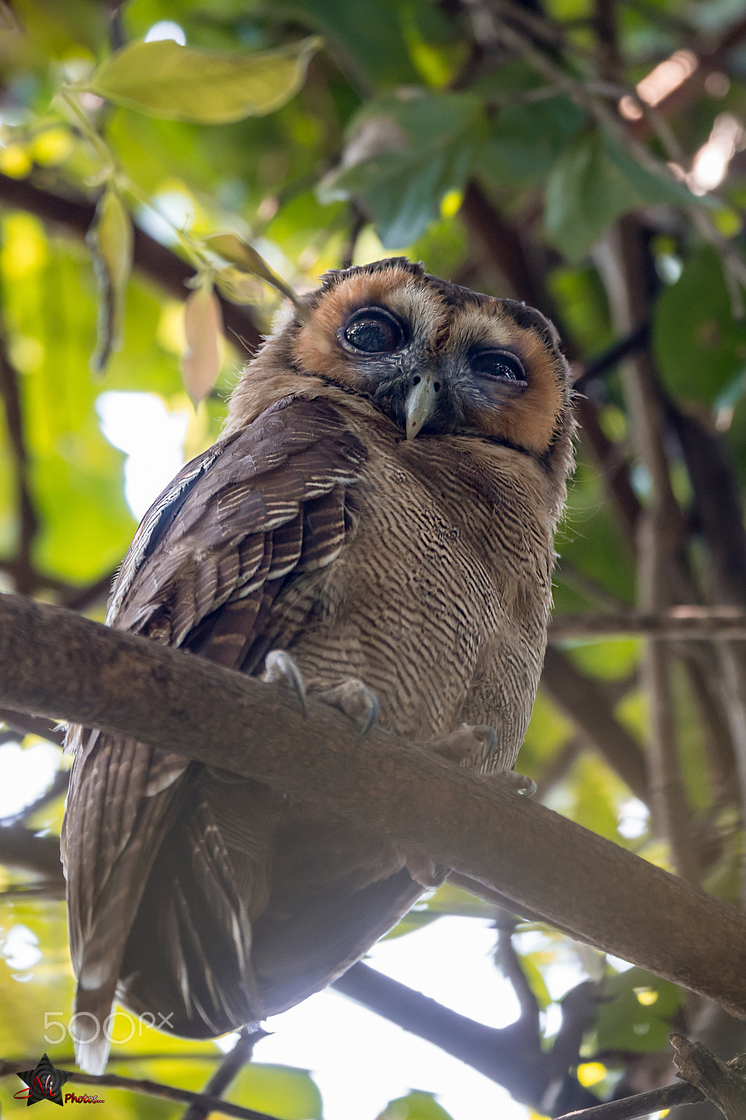 Nikon D5 + Nikon AF-S Nikkor 600mm F4E FL ED VR sample photo. Brown wood owl photography