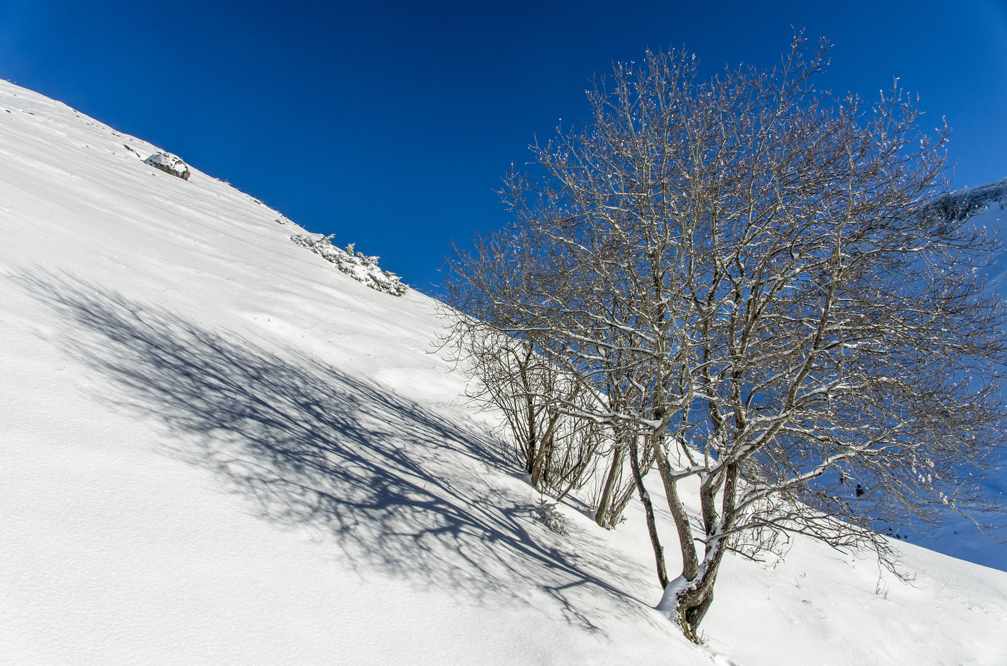 Sigma 18-200mm F3.5-6.3 II DC OS HSM sample photo. Sowshadow photography