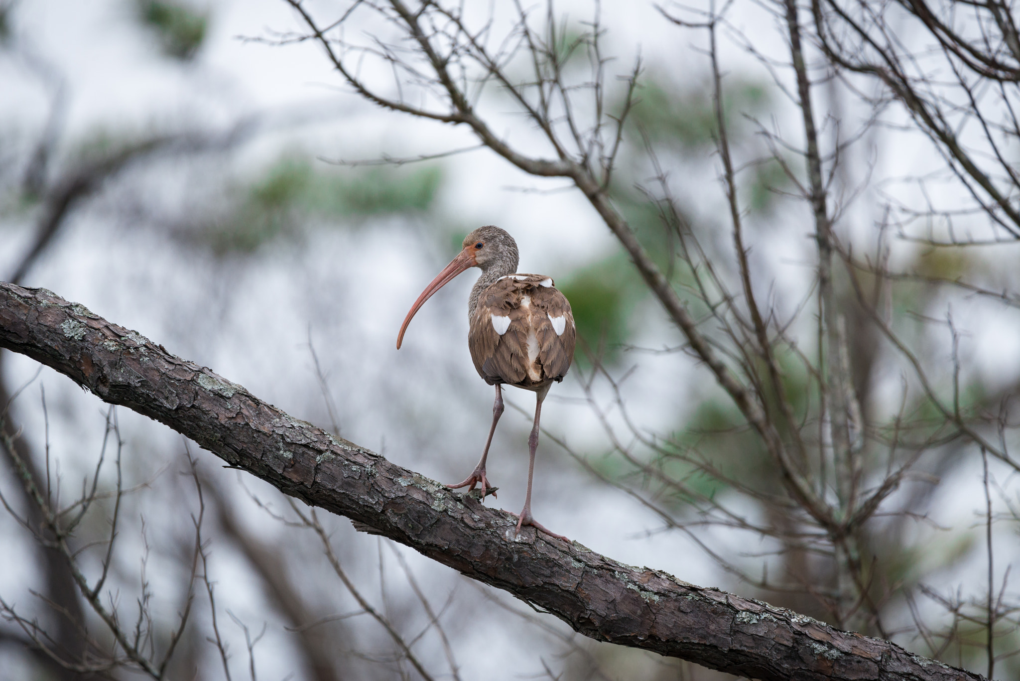 Sigma 150-600mm F5-6.3 DG OS HSM | C sample photo. Eye photography