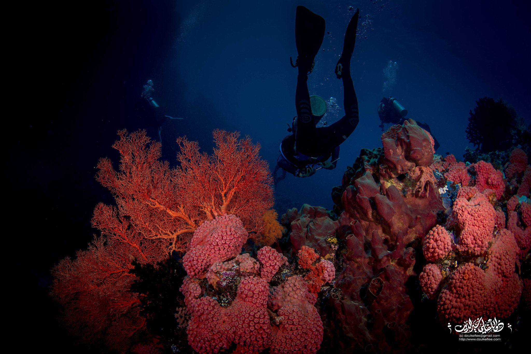 Nikon D750 + Nikon AF Fisheye-Nikkor 16mm F2.8D sample photo. Coral galore photography