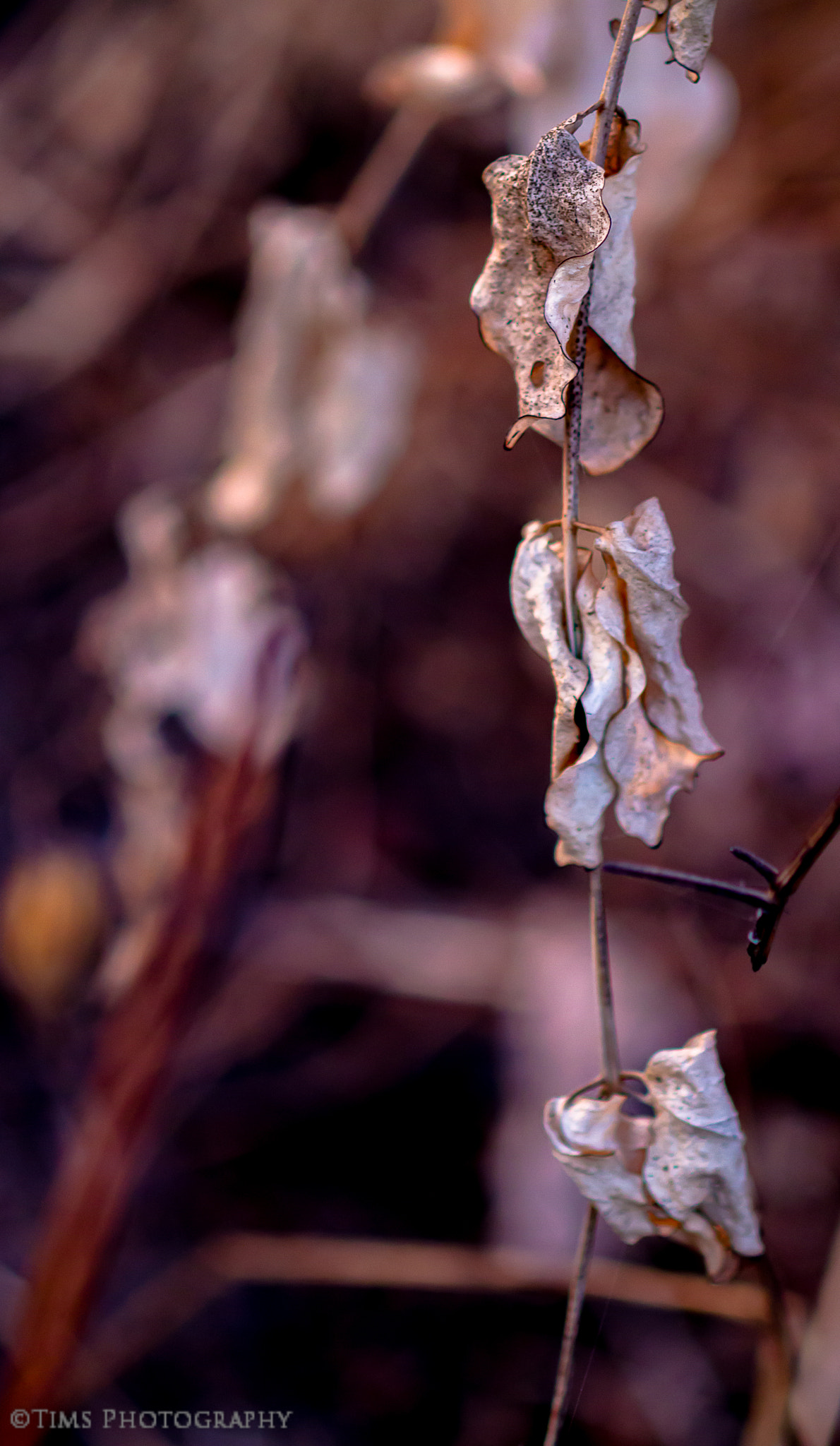 Canon EOS 7D + Canon EF 100mm F2.8 Macro USM sample photo