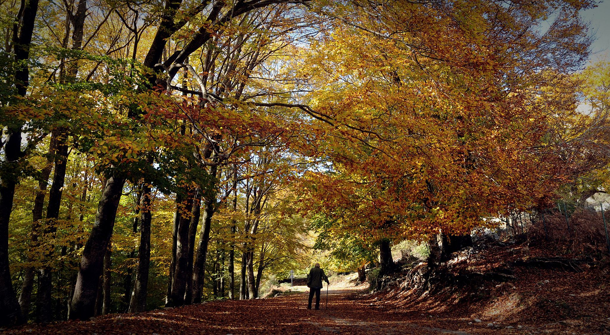 Nikon D300 sample photo. Autumn, italy photography