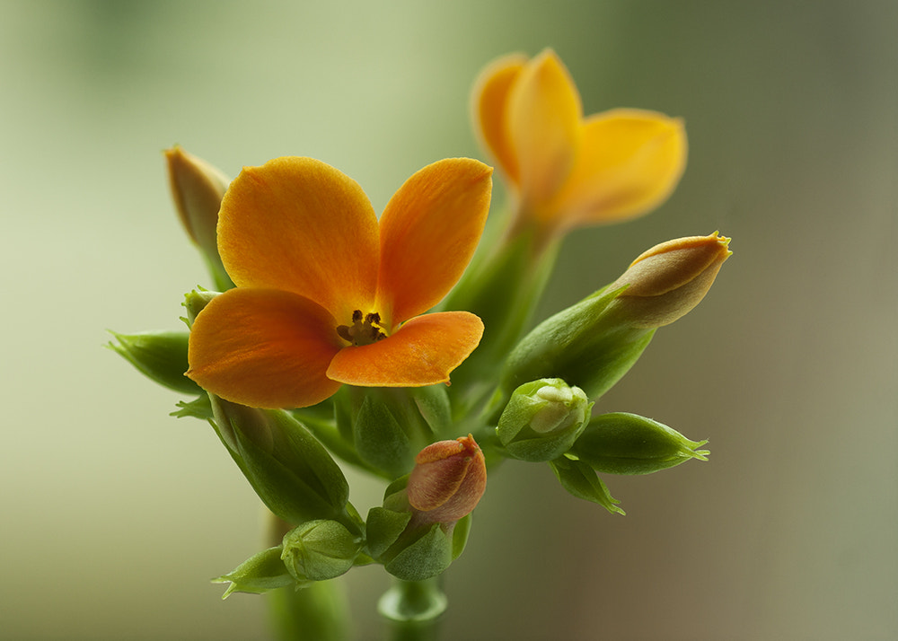 Tamron SP AF 90mm F2.8 Di Macro sample photo. The colourful windowsill photography