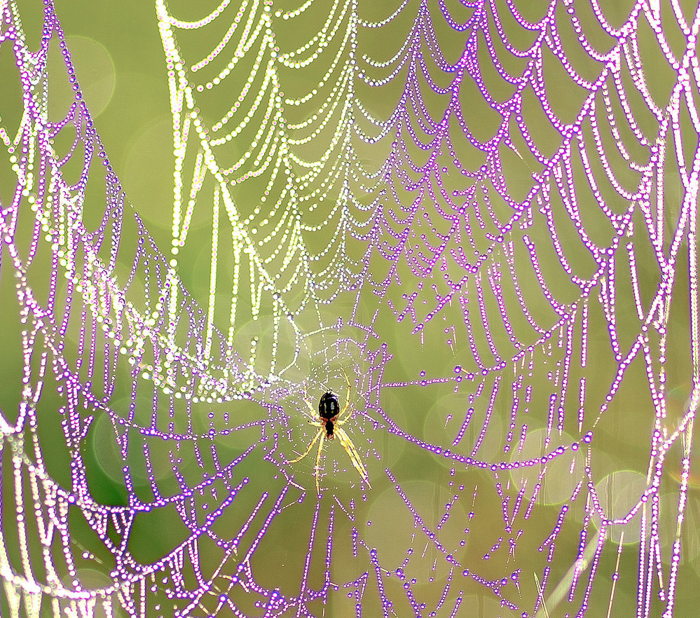 Pentax smc D-FA 100mm F2.8 Macro WR sample photo. Spider photography