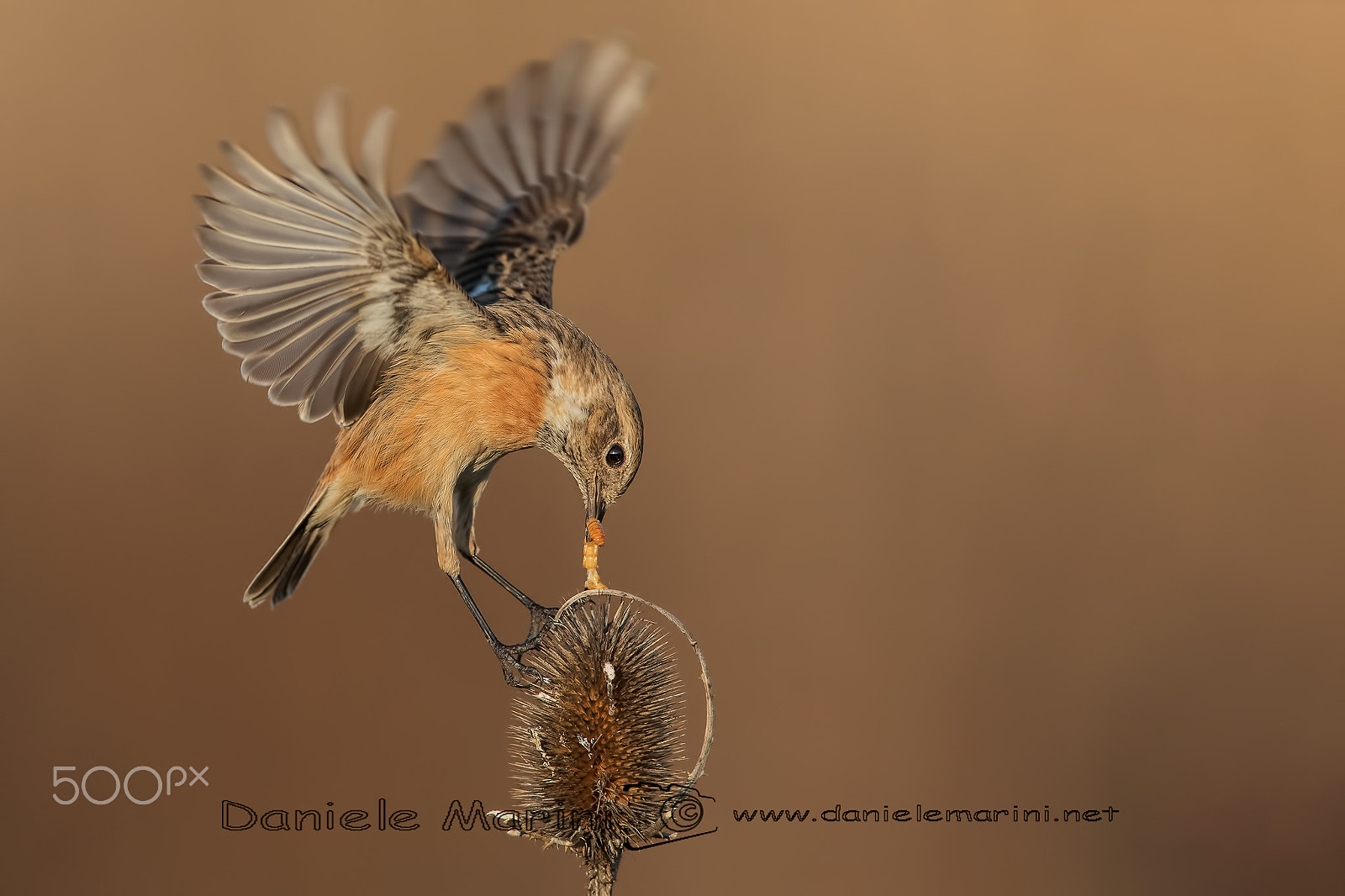 Canon EF 600mm f/4L IS sample photo. Stonechat (saxicola torquata) saltimpalo photography