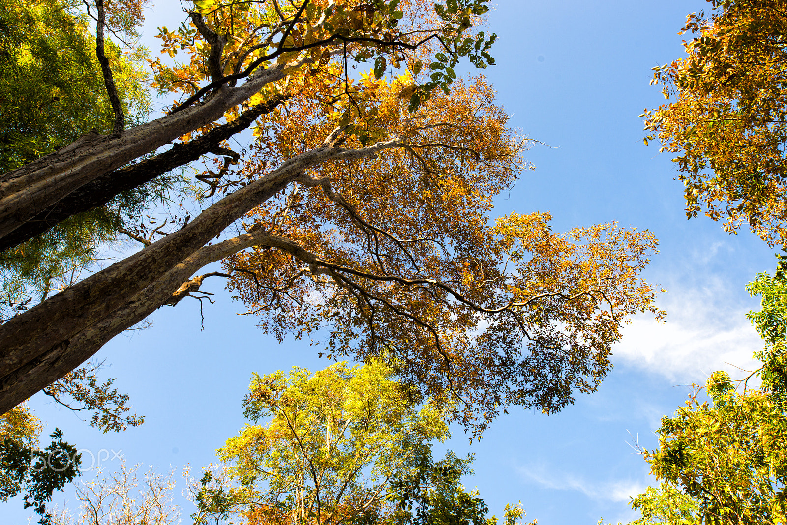 Nikon D800 + Nikon PC-E Nikkor 24mm F3.5D ED Tilt-Shift sample photo. Autumn@phu kradueng national park photography