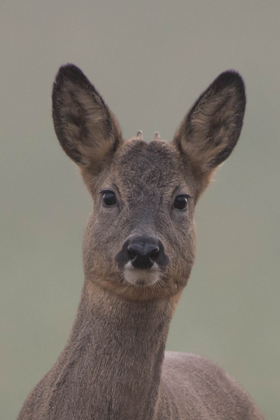 Nikon D5 sample photo. Roe deer portrait photography
