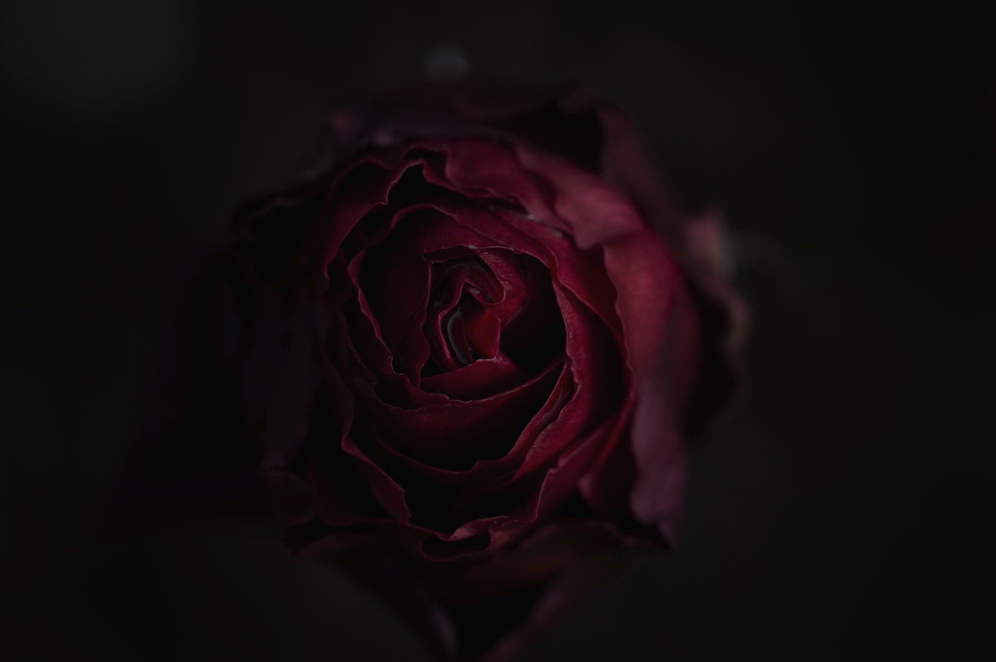Nikon D3200 sample photo. Autumn rose photography