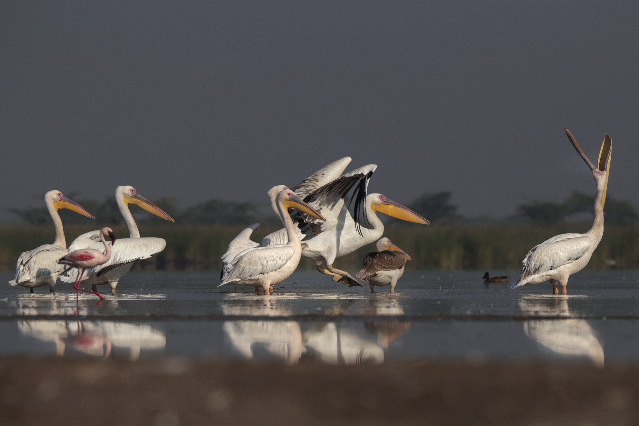 150-600mm F5-6.3 DG OS HSM | Sports 014 sample photo. Rosy pelicans photography