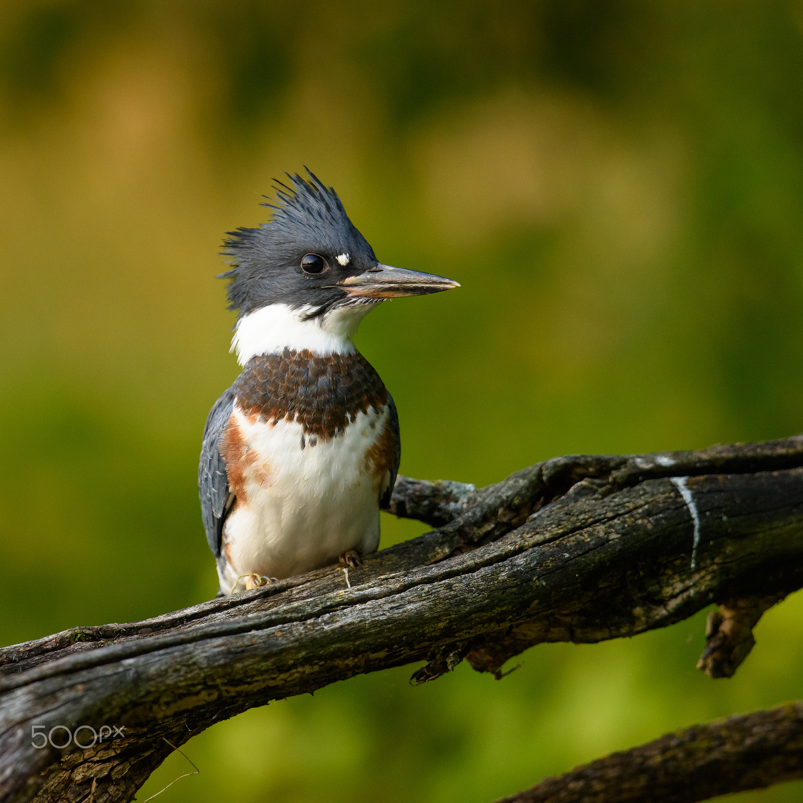 Nikon D810 + Nikon AF-S Nikkor 500mm F4G ED VR sample photo. Belted kingfisher photography