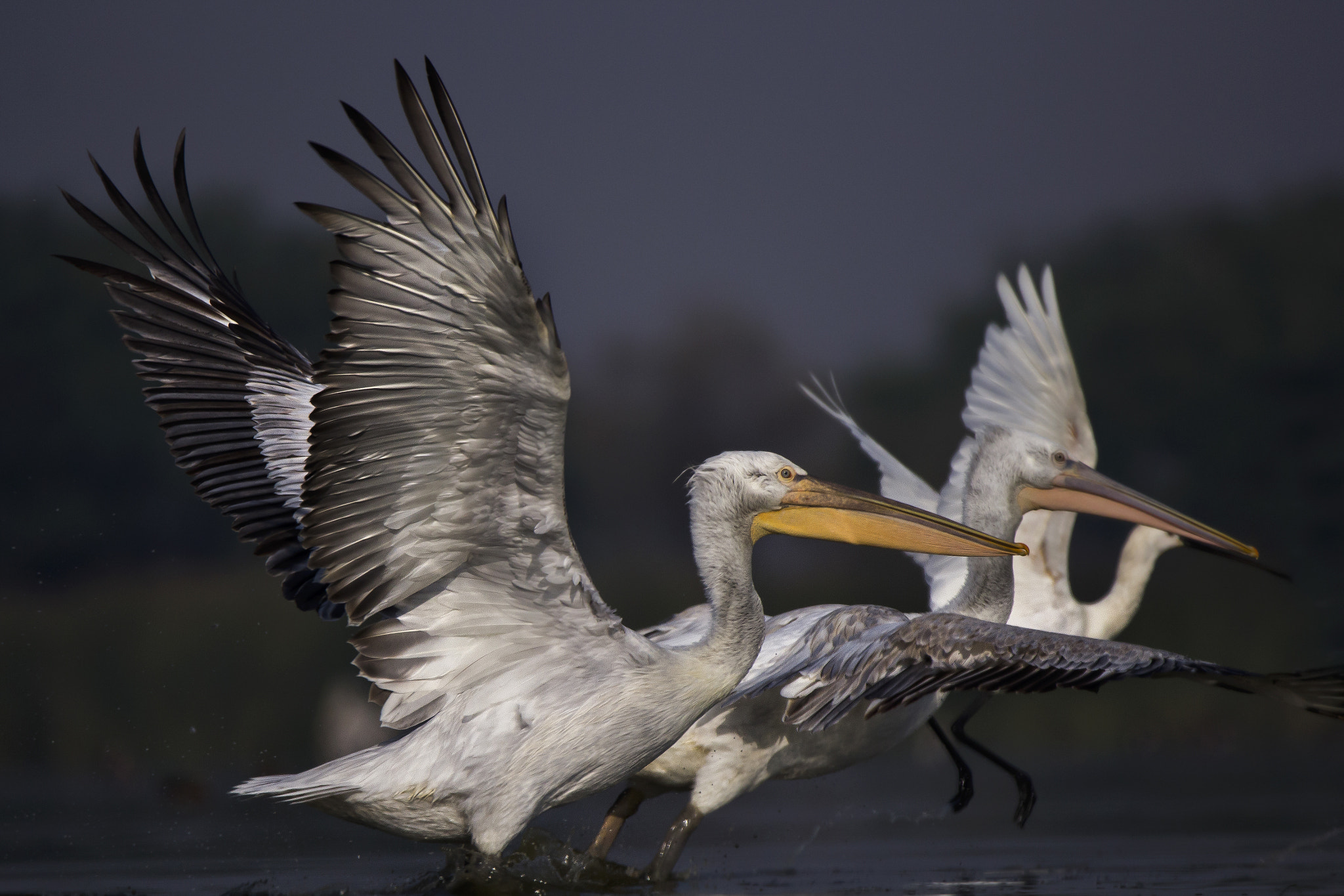 150-600mm F5-6.3 DG OS HSM | Sports 014 sample photo. Rosy pelicans photography