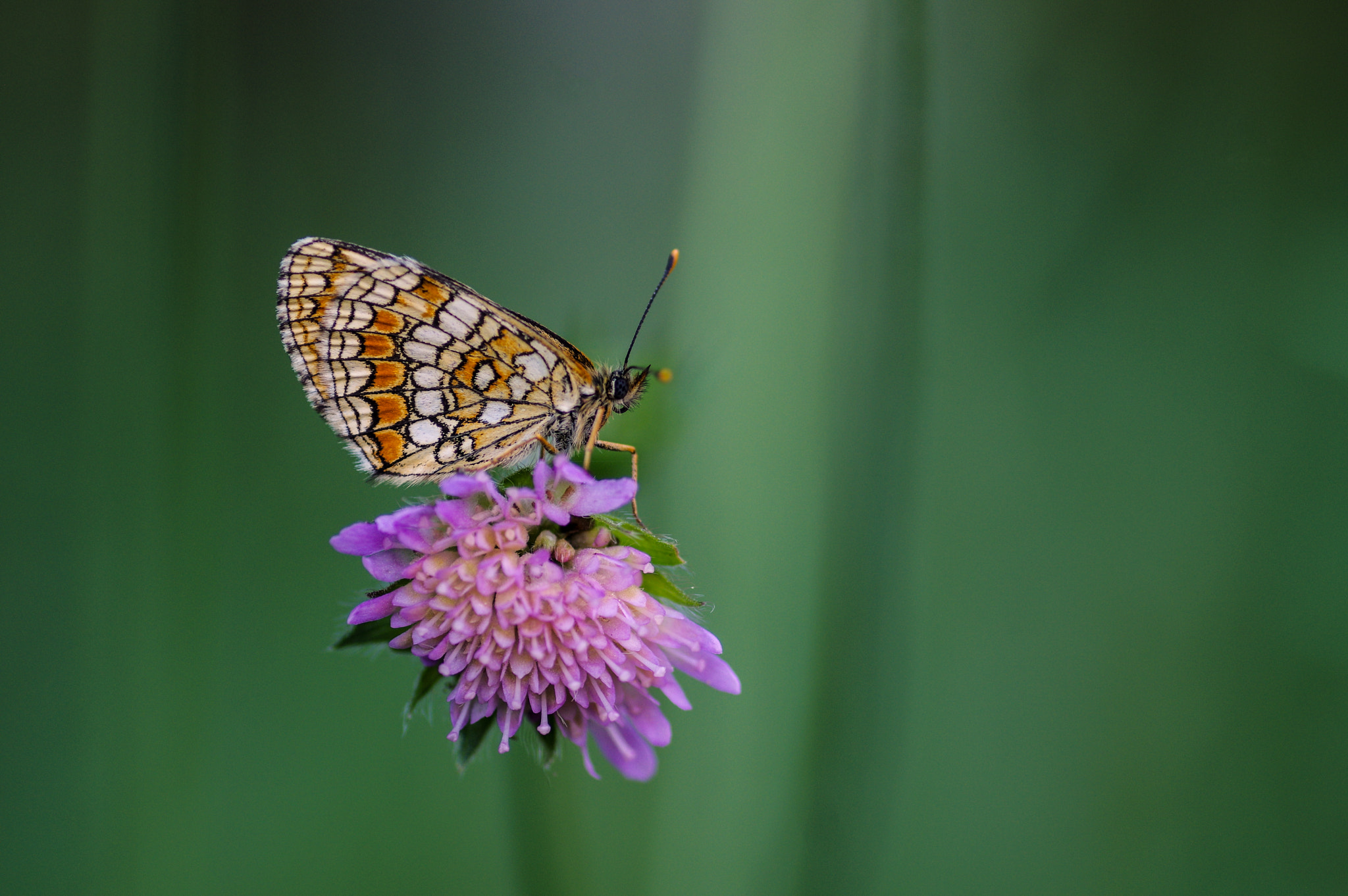 Pentax smc D-FA 100mm F2.8 Macro WR sample photo. The beauty photography