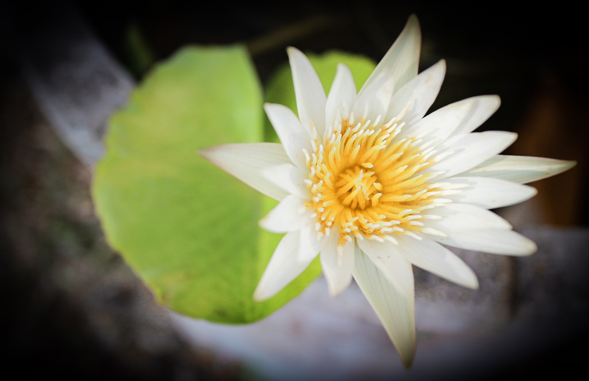 Canon EF-M 22mm F2 STM sample photo