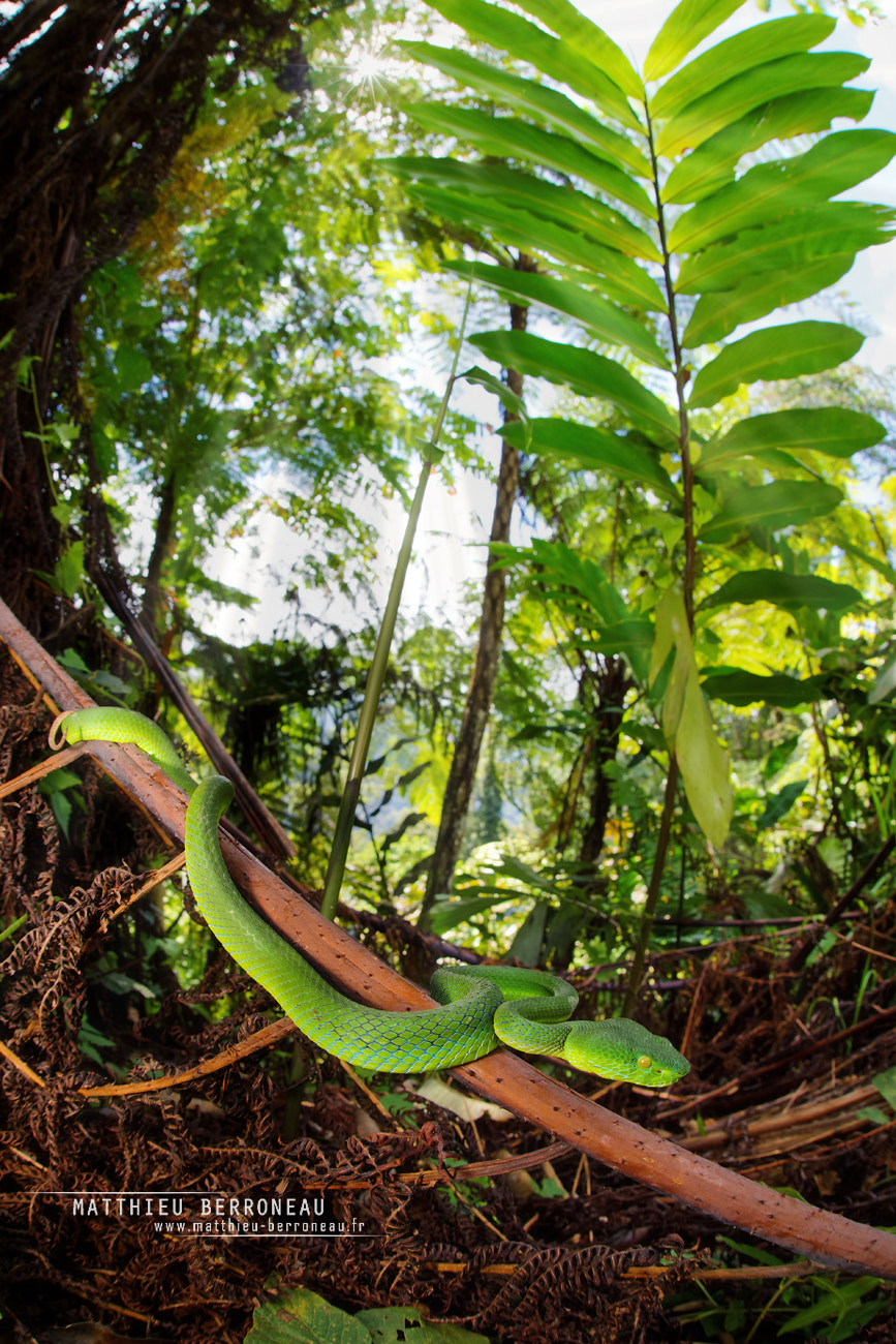 Sigma 15mm F2.8 EX DG Diagonal Fisheye sample photo. Pit-viper photography