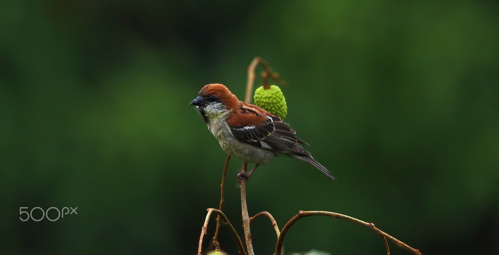 Canon EOS 60D + Sigma 150-600mm F5-6.3 DG OS HSM | C sample photo. Russet sparrow photography