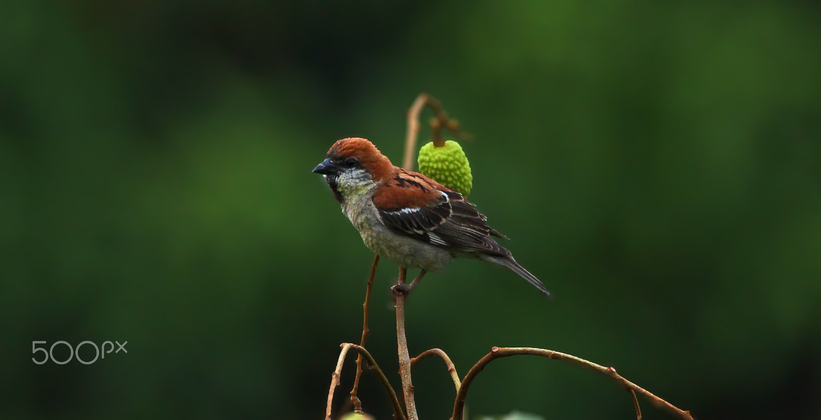 Sigma 150-600mm F5-6.3 DG OS HSM | C sample photo. Russet sparrow photography