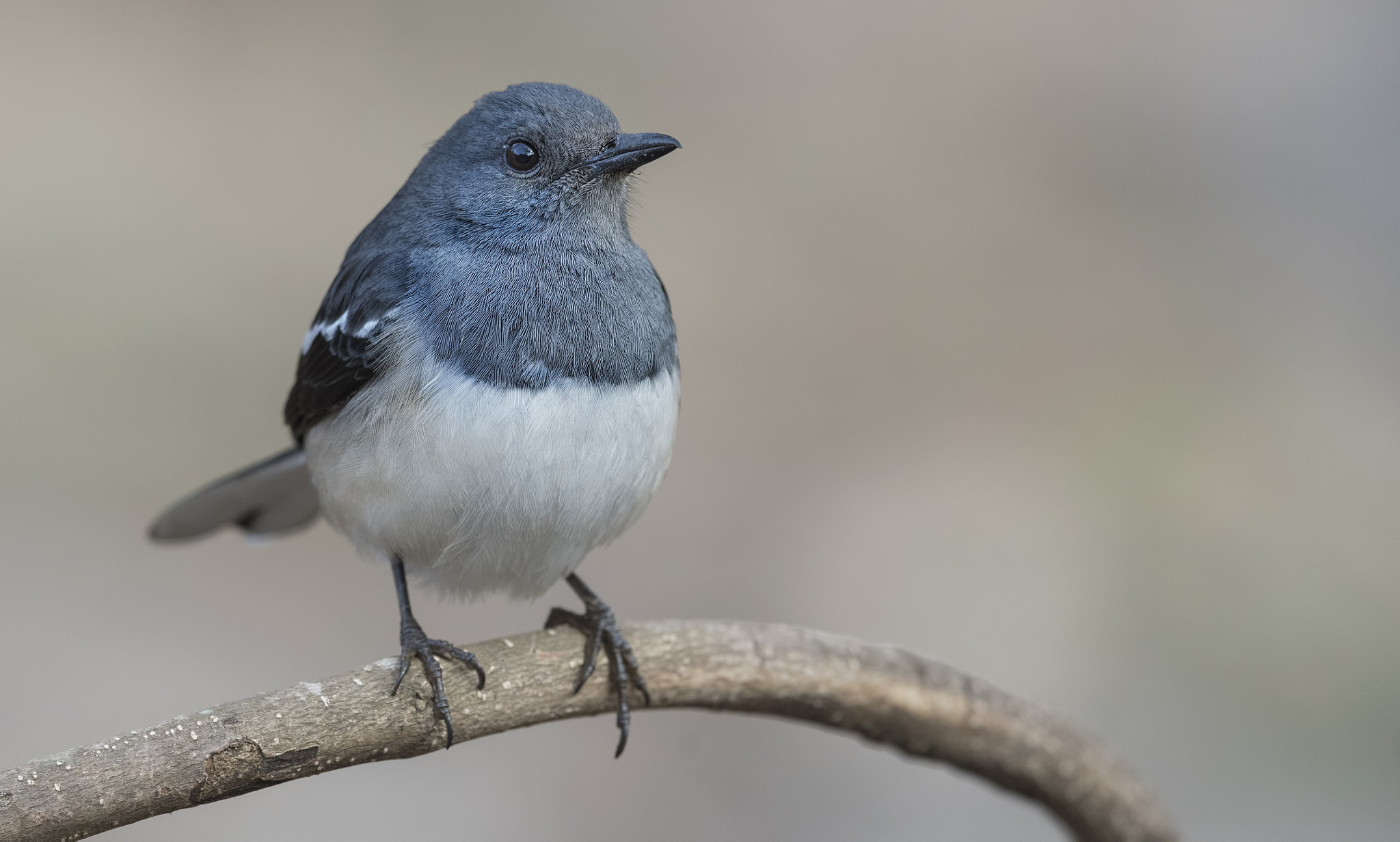 Nikon D750 sample photo. Oriental magpie-robin photography