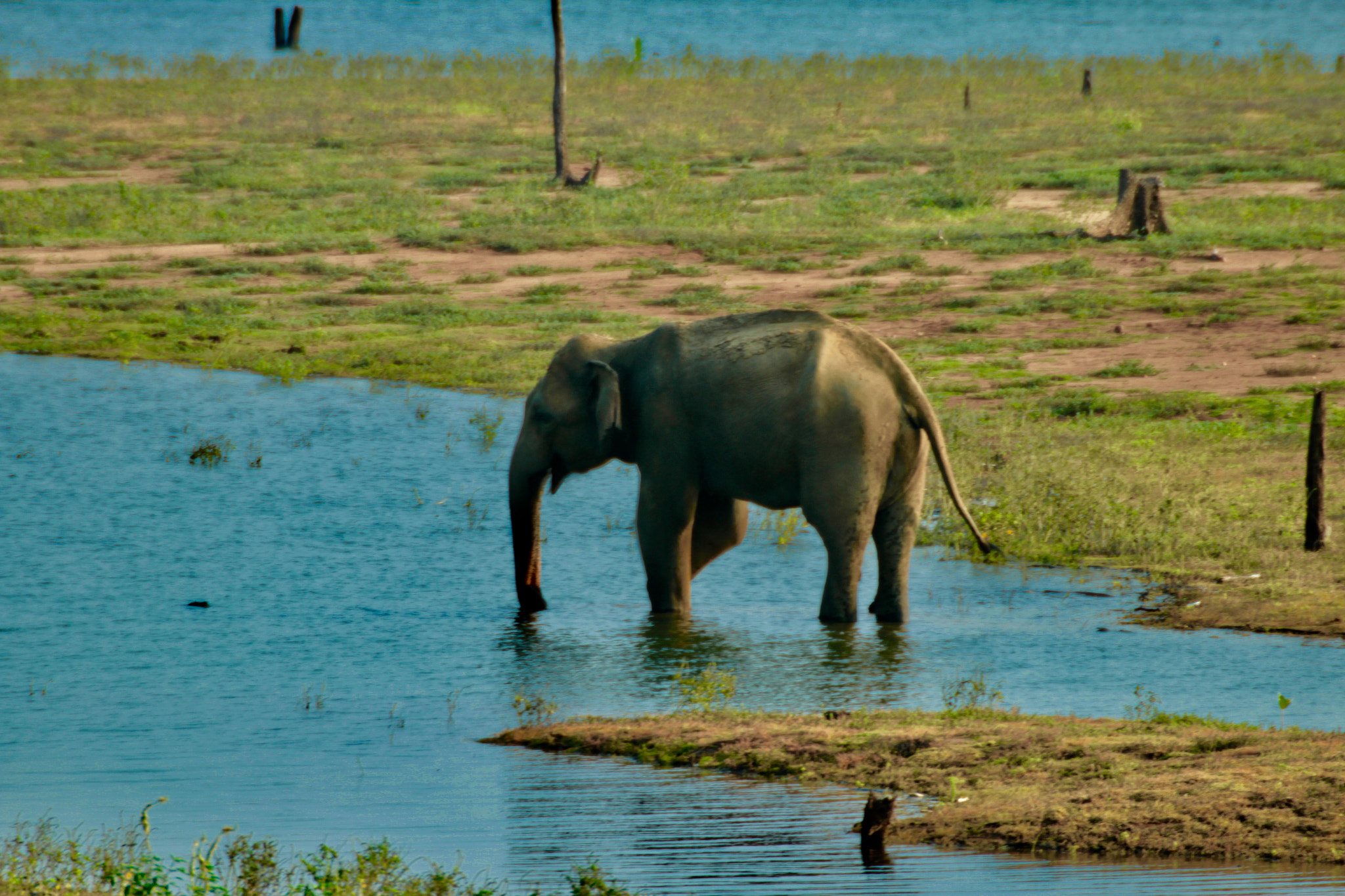 Canon 170-500mm sample photo. Udawalawe national park photography
