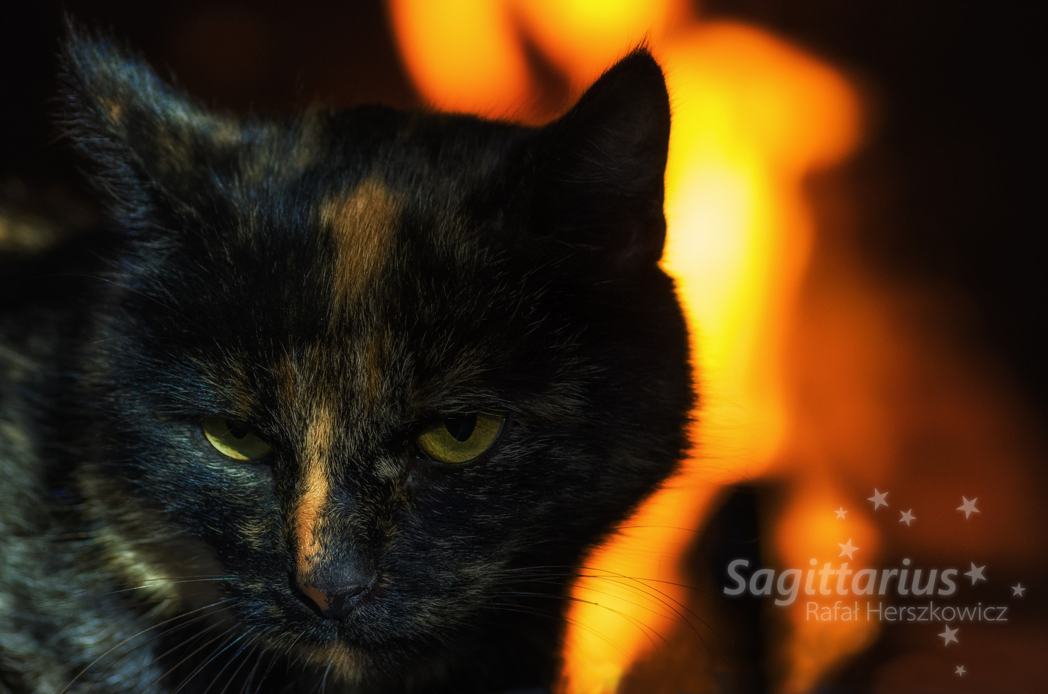 Pentax K-30 + Sigma sample photo. Helen like other cats has mood swings (8/365) photography