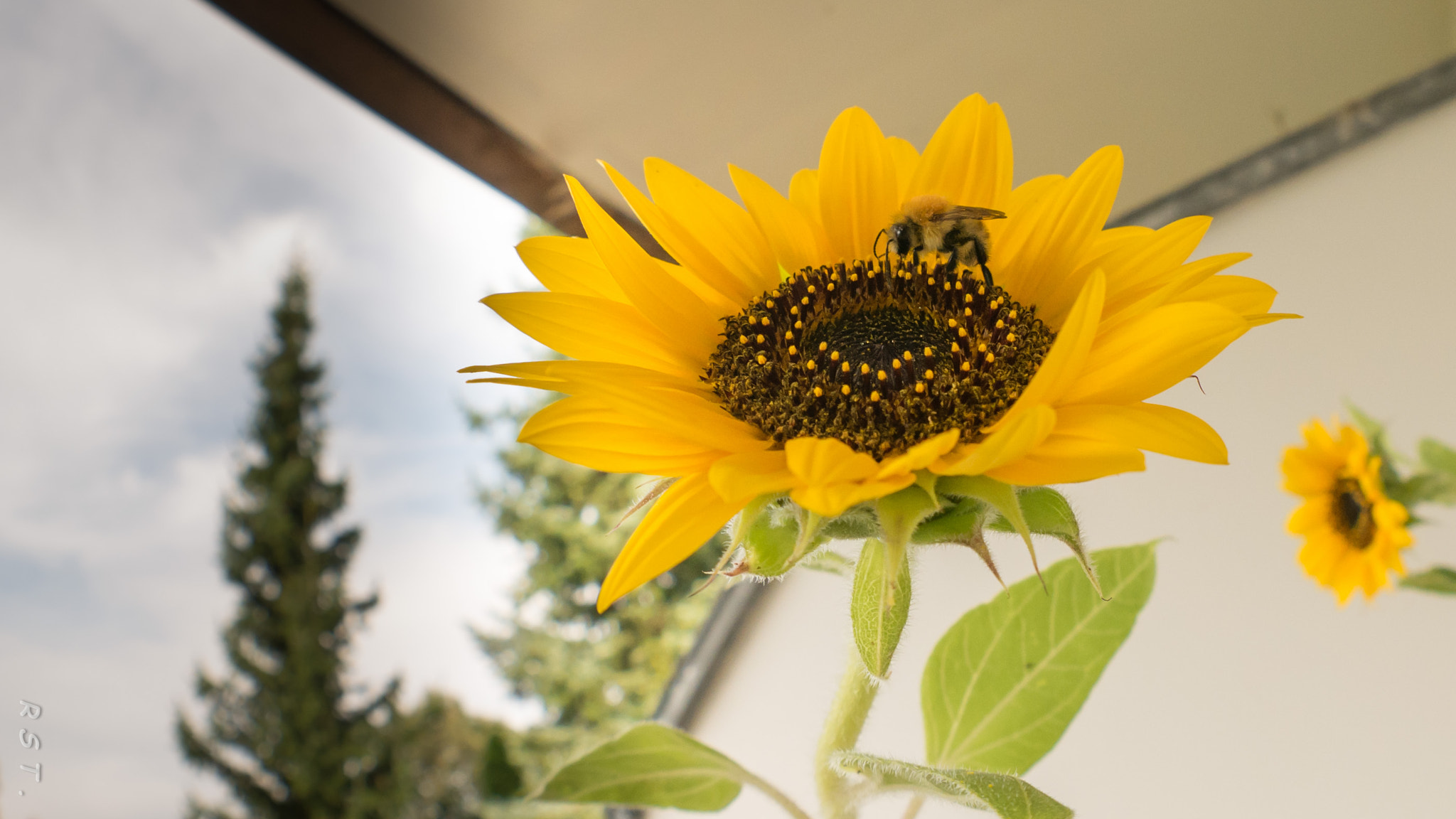 Panasonic DMC-G70 + OLYMPUS M.8mm F1.8 sample photo. Summer on the balcony photography