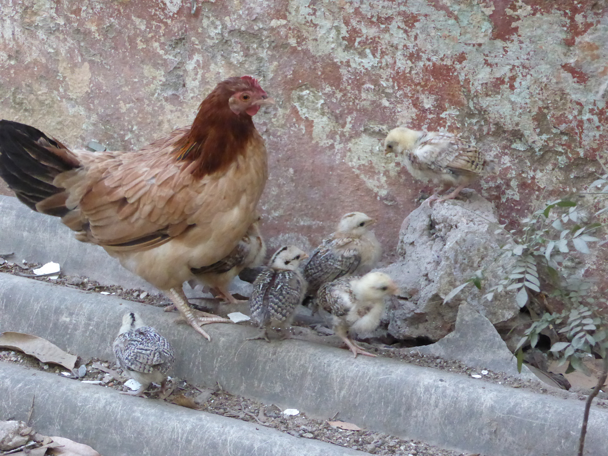 Panasonic Lumix DMC-ZS40 (Lumix DMC-TZ60) sample photo. The hen with its chicks photography