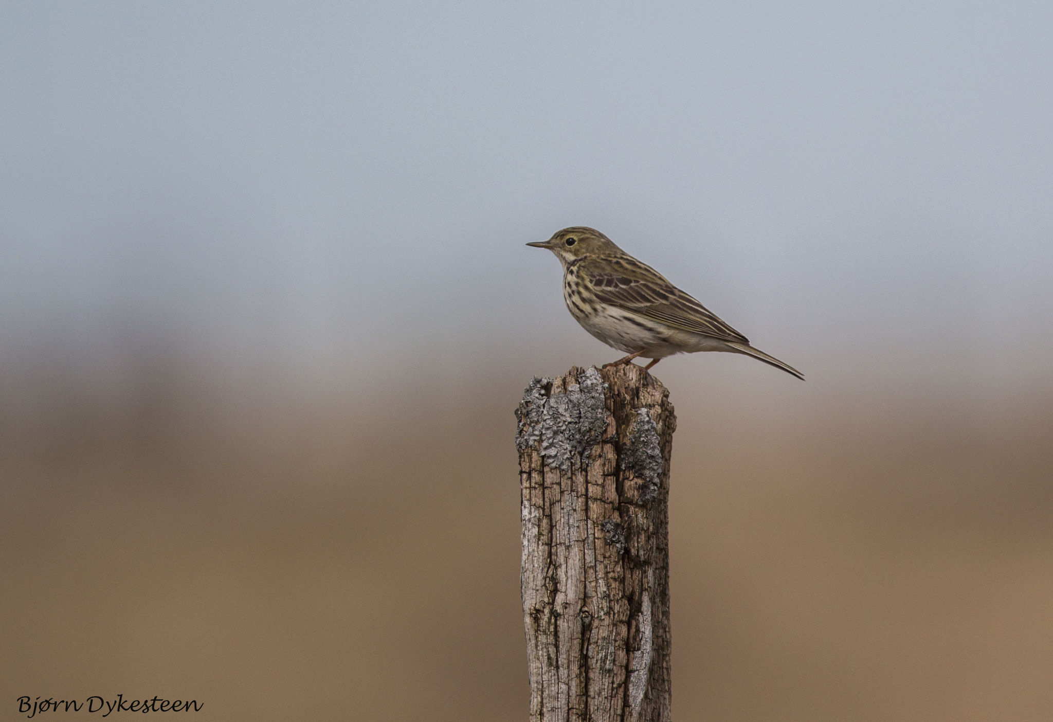 Canon EOS-1D Mark IV + Canon EF 300mm F2.8L IS USM sample photo. Meadow pipit photography