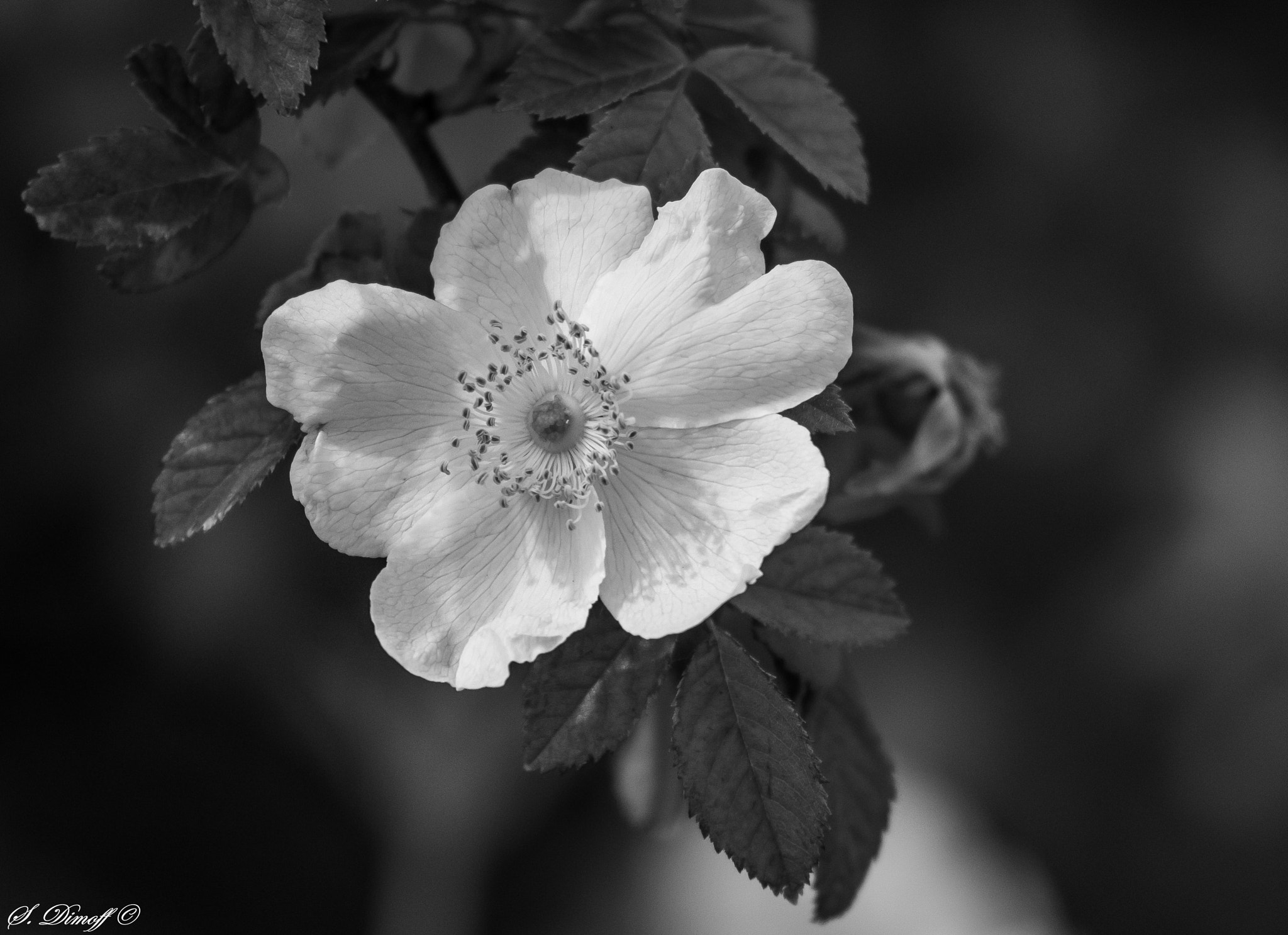 Sony SLT-A58 + Tamron SP 70-300mm F4-5.6 Di USD sample photo. B&w photography