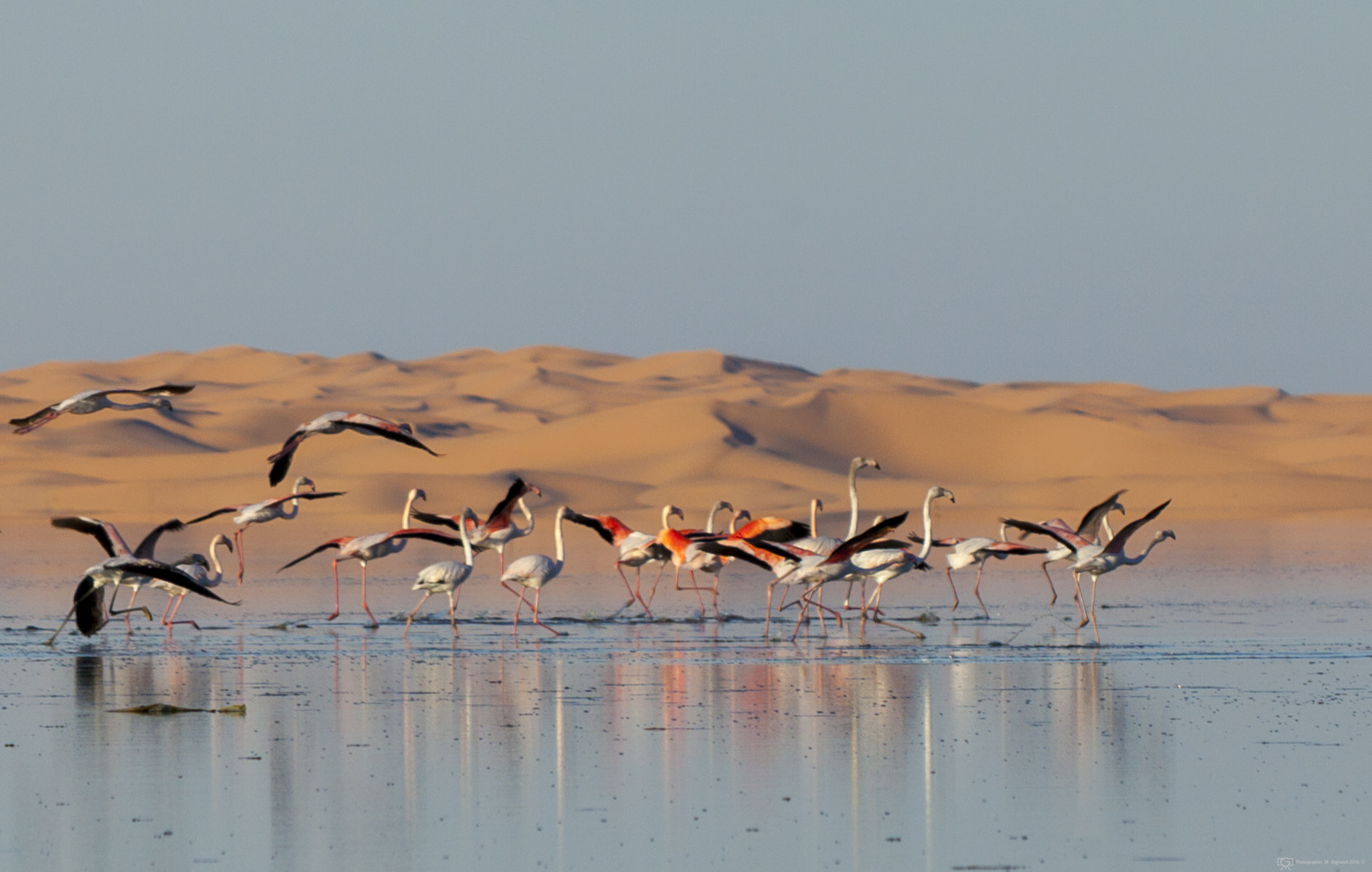 Canon EF 70-200mm F2.8L IS USM sample photo. Beauty in desert photography