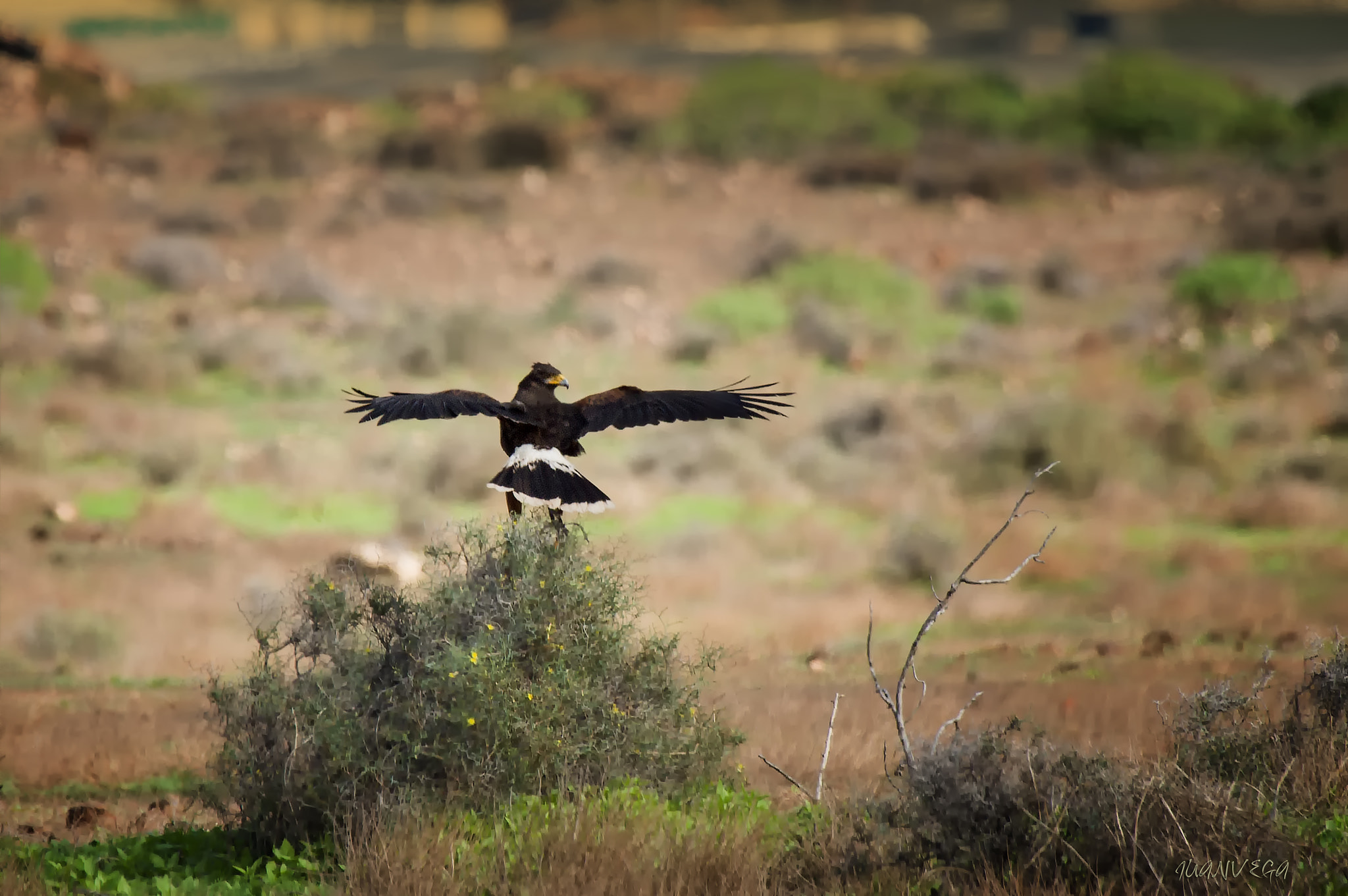 Sony Alpha DSLR-A850 + Minolta AF 300mm F2.8 HS-APO G sample photo. El mirador photography