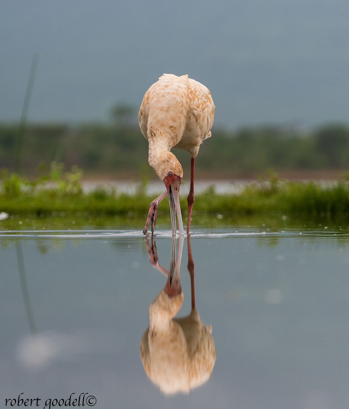 Nikon D500 sample photo. African spoonbill photography