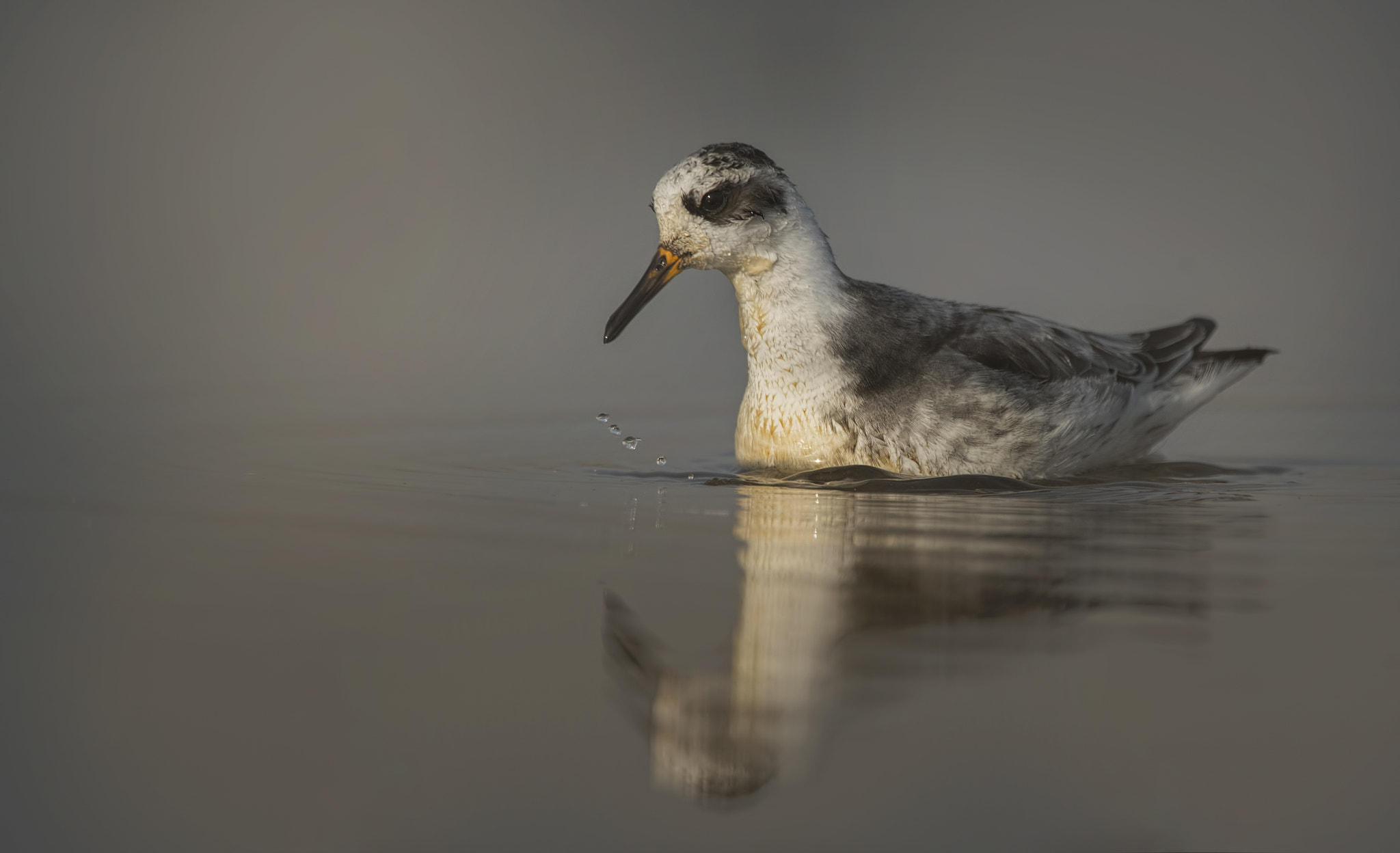 Nikon D750 + Nikon AF-S Nikkor 500mm F4G ED VR sample photo. Red-necked phalarope photography