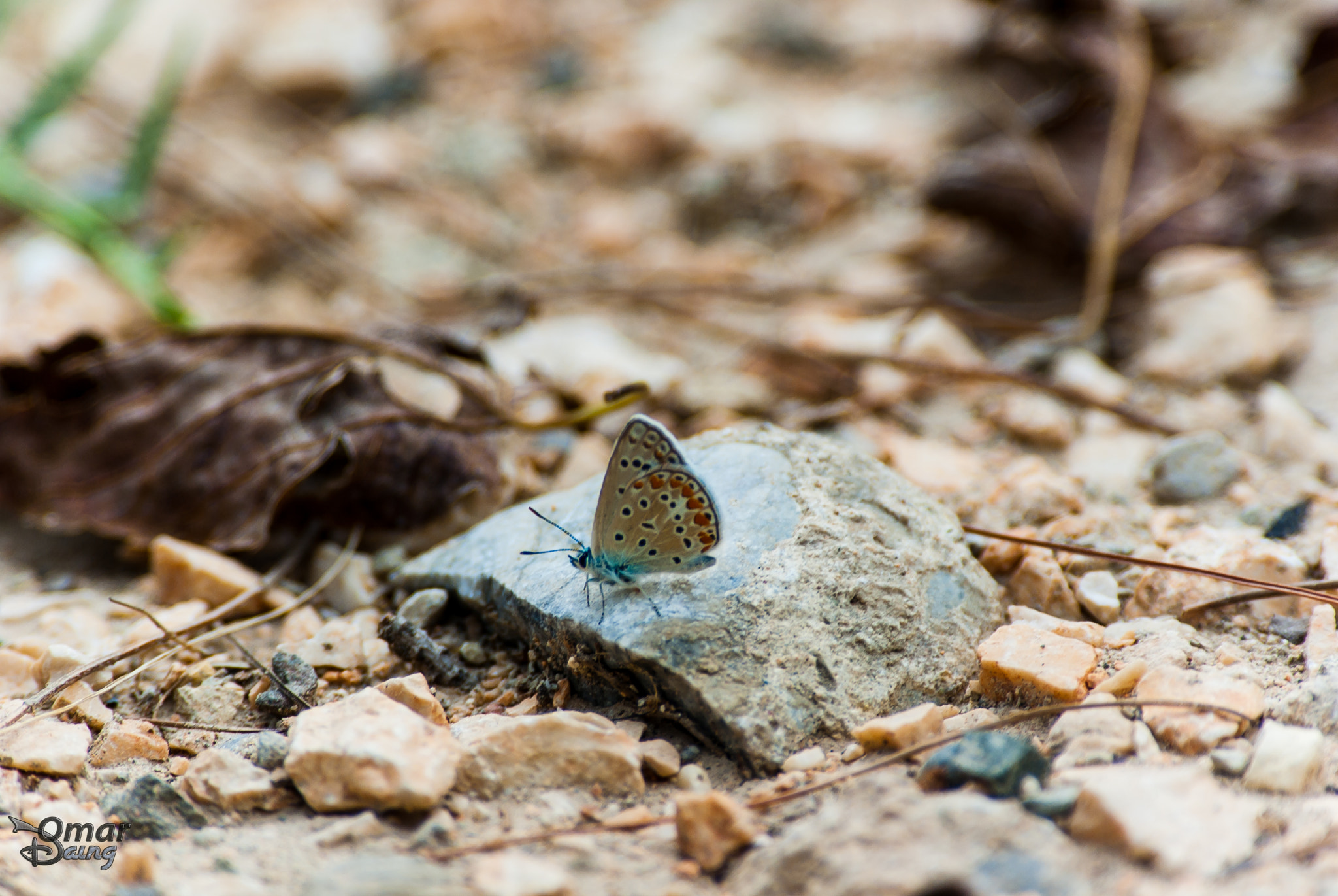 Pentax K10D + Pentax smc DA* 300mm F4.0 ED (IF) SDM sample photo. Polyommatus icarus - common blue - Çokgözlü mavi kelebek. photography