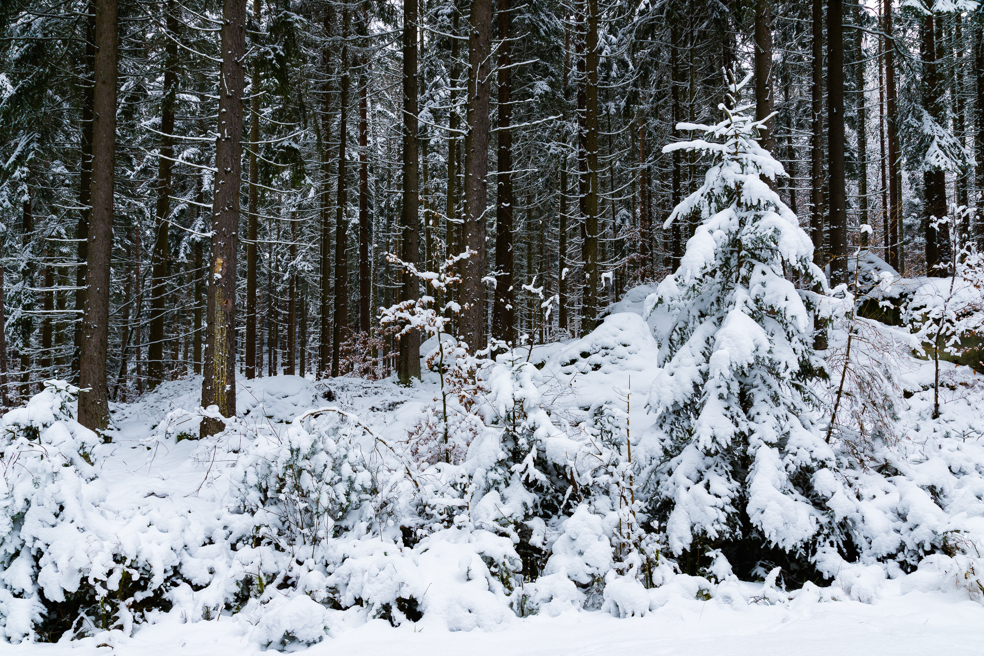Nikon D600 + Sigma 24-105mm F4 DG OS HSM Art sample photo. Winterwald photography
