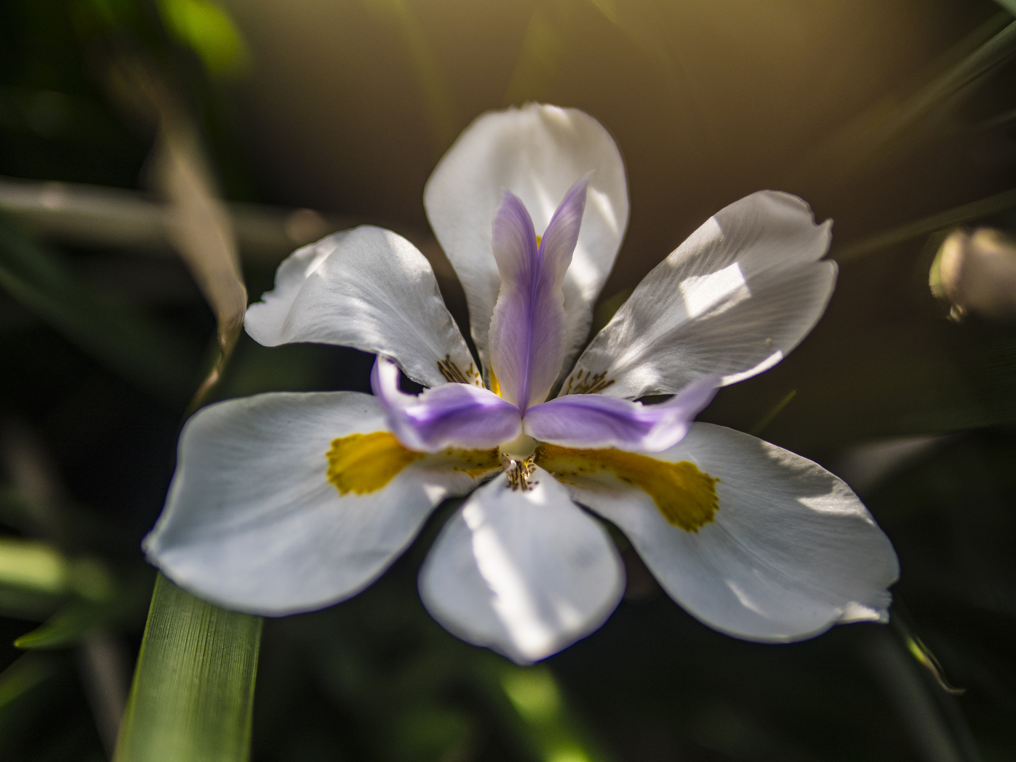 Panasonic Lumix DMC-GX8 + Panasonic Leica DG Summilux 25mm F1.4 II ASPH sample photo. Iris - side photography
