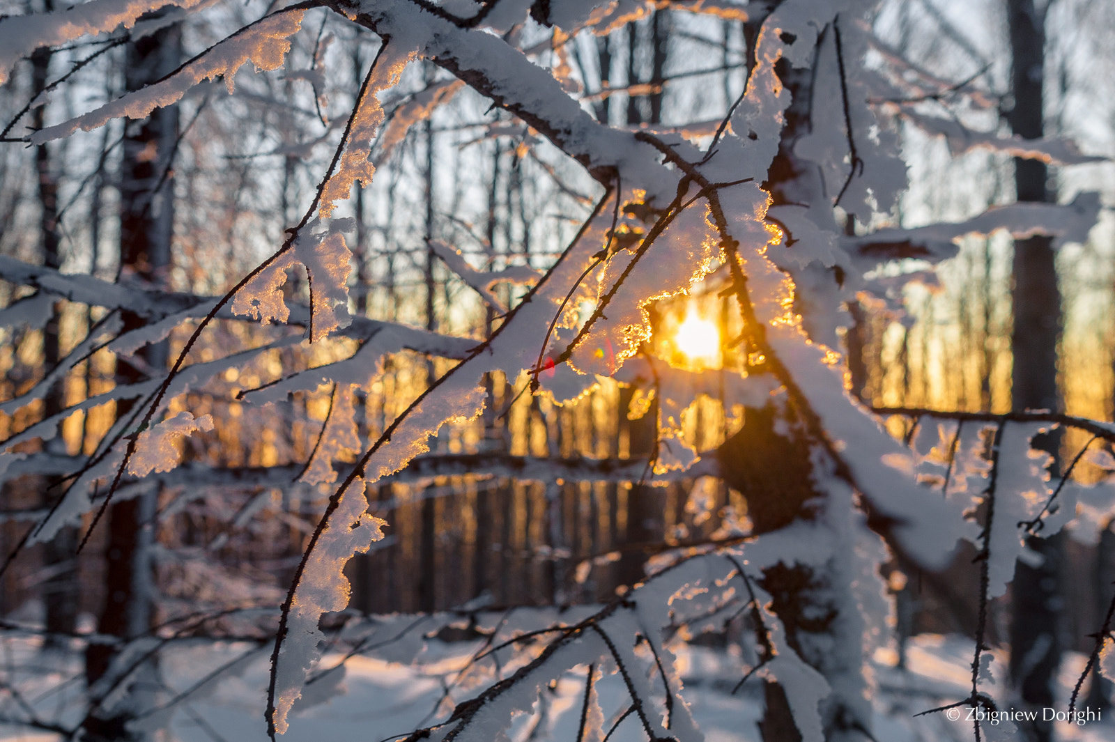 Nikon D700 sample photo. Warm light in the winter evening photography