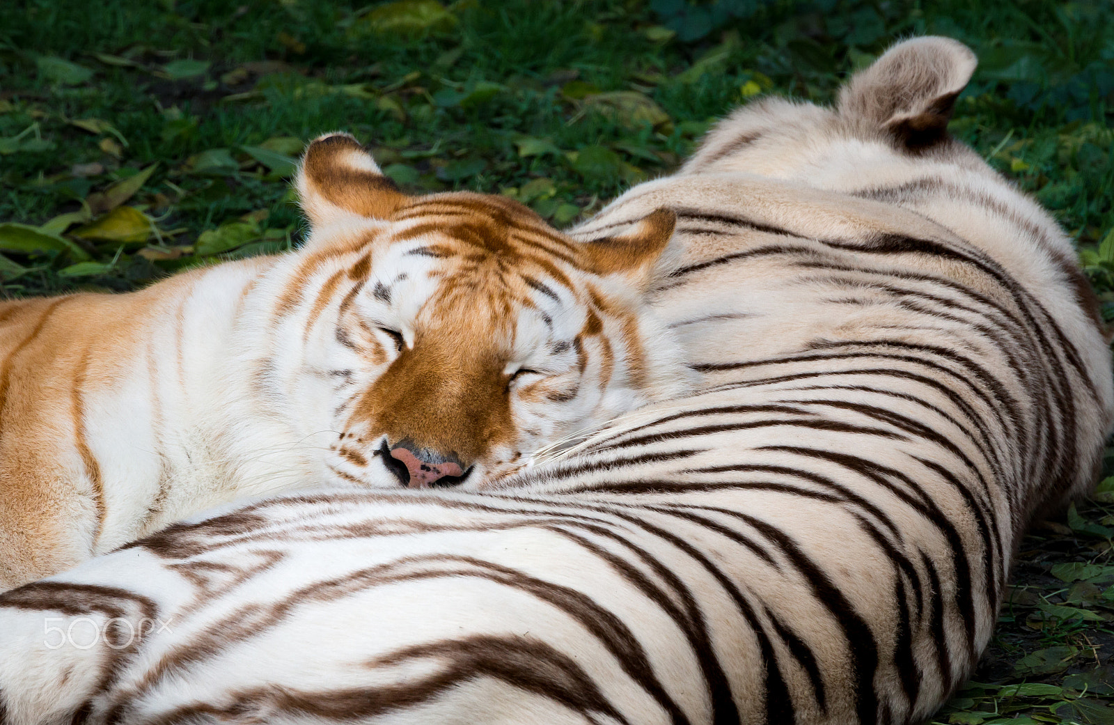 Canon EF 70-300mm F4-5.6L IS USM sample photo. Heavy-headed tiger photography